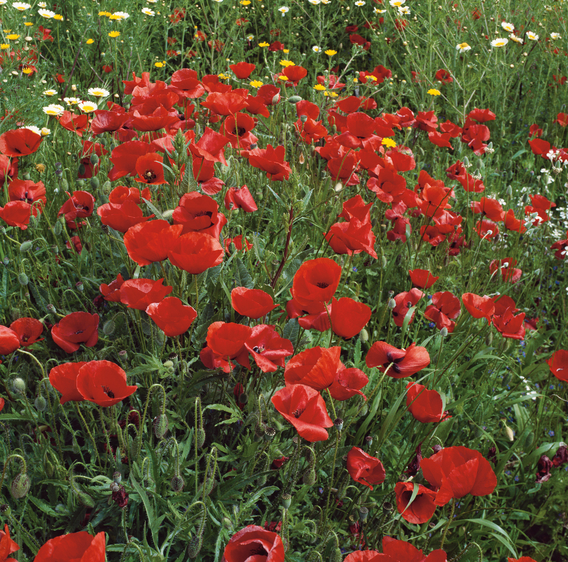 Nahaufnahme eines blühenden Mohnfeldes mit leuchtend roten Mohnblumen und vereinzelten gelben und weißen Wildblumen auf grüner Wiese
