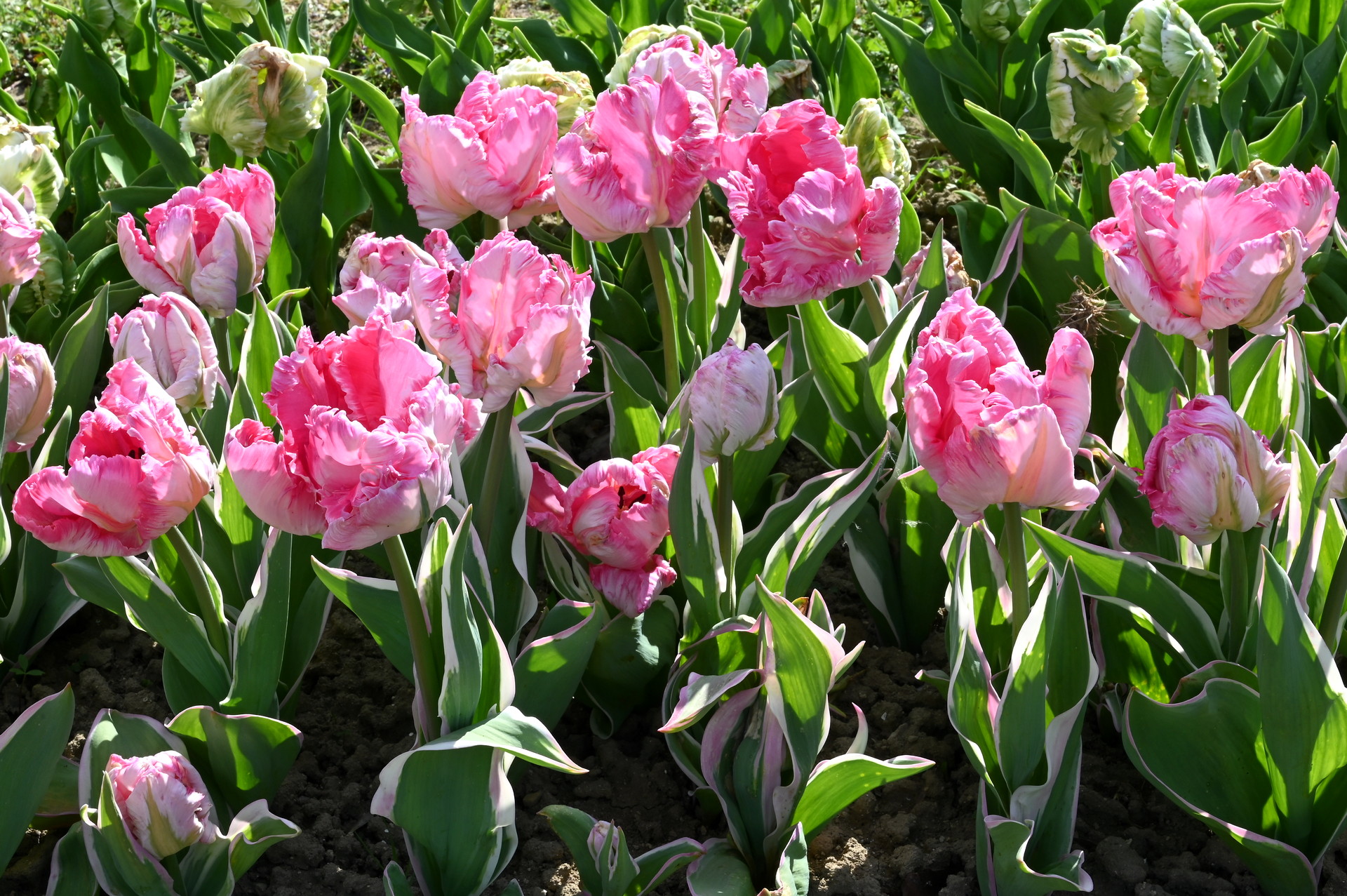 Papagei-Tulpen Elsenburg im Gartenbeet mit üppigen, gefransten rosa Blüten und dekorativem Laub – extravagante Frühlingsblüher für Beet und Vase