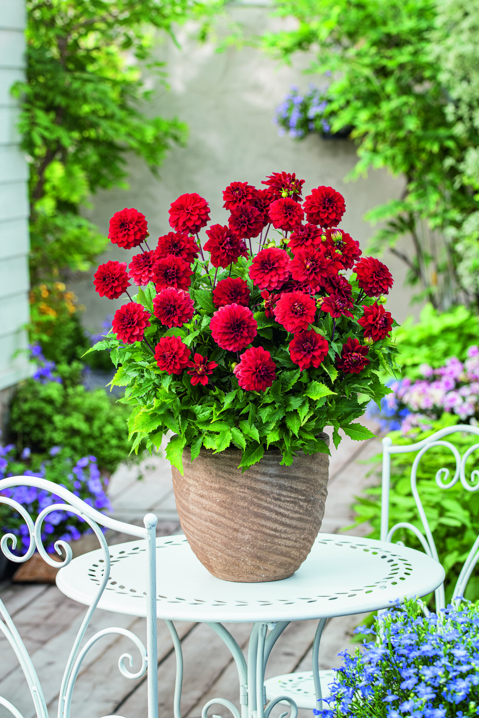 2782_Gallery-Dahlien_Singer_FM Topf mit roten Dahlien, zahlreichen Blüten und grünen Blättern auf einem weißen Metalltisch im Garten, dekorativ arrangiert mit blühenden Begleitpflanzen