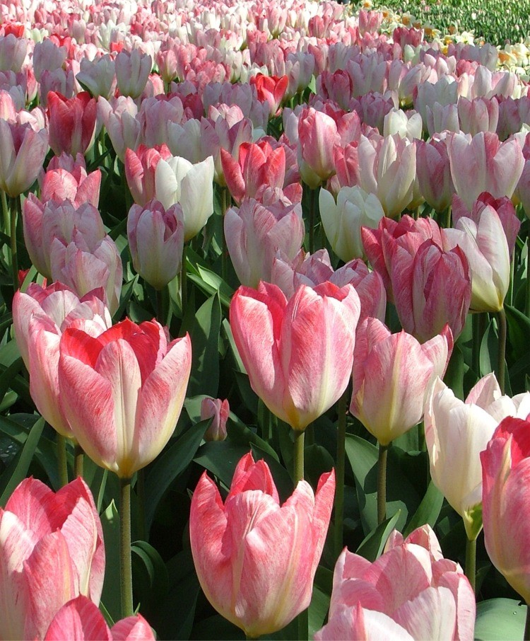 Farbenfrohe Tulpen in einem Gartenbeet mit pinken und weißen Blüten