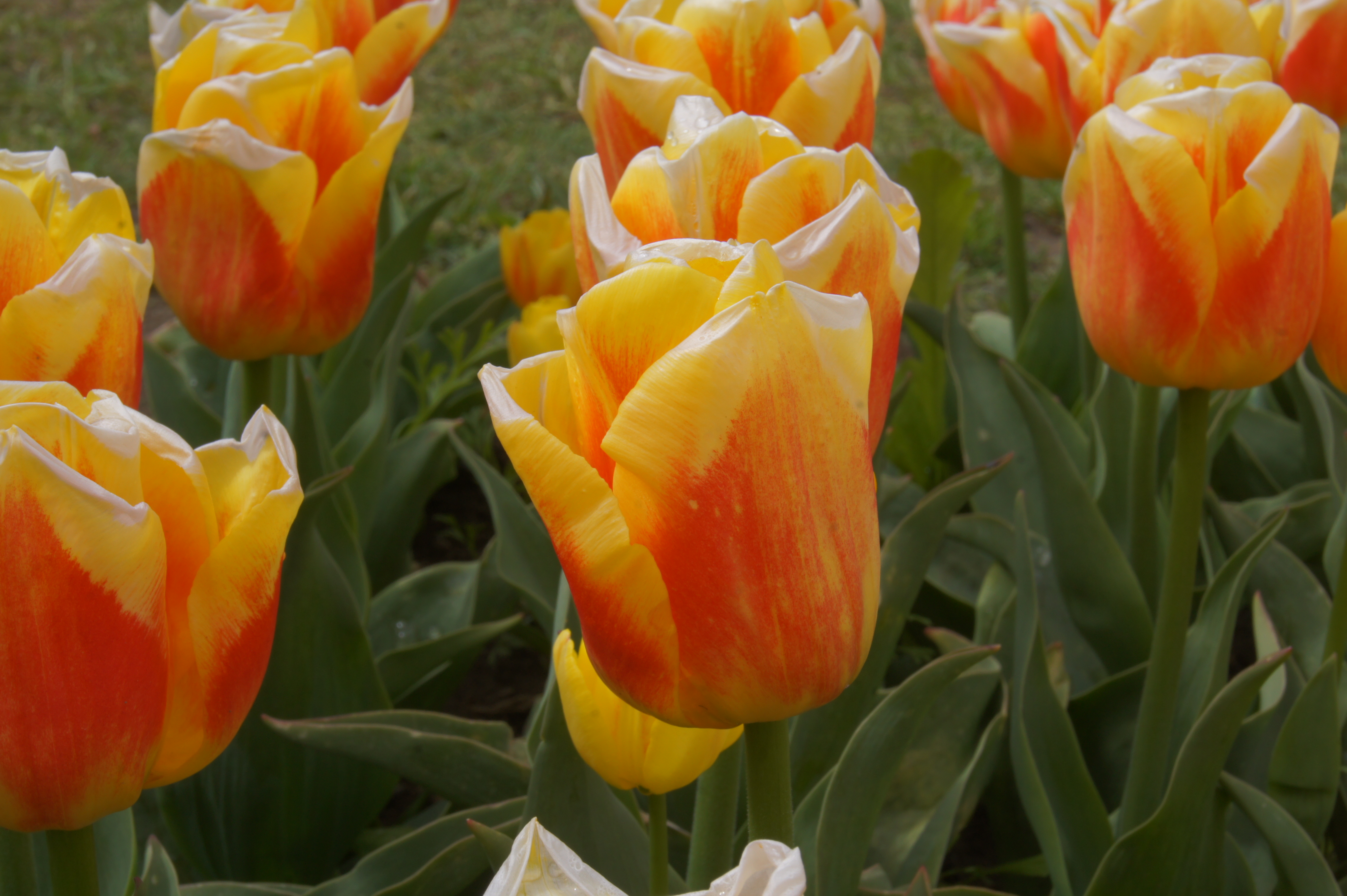52188_Triumph-Tulpen Ice Lolly Nahaufnahme einer gelb-orangefarbenen Tulpe mit weißem Rand und Tautropfen im Blumenbeet