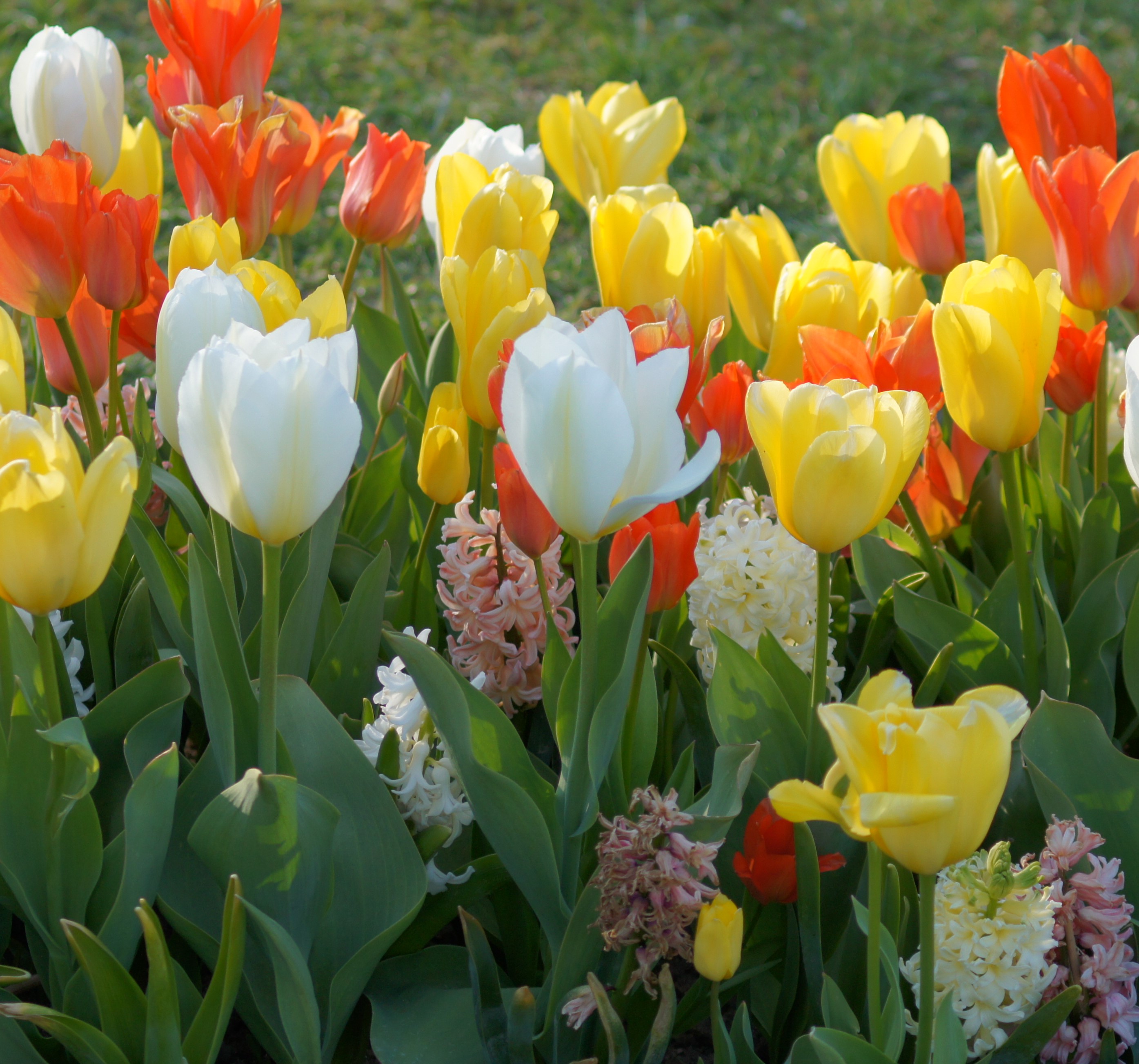 Nahe Aufnahme eines Blumenbeets mit gelben, weißen und orangefarbenen Tulpen sowie weißen und rosa Hyazinthen, grünen Blättern und Rasen im Hintergrund