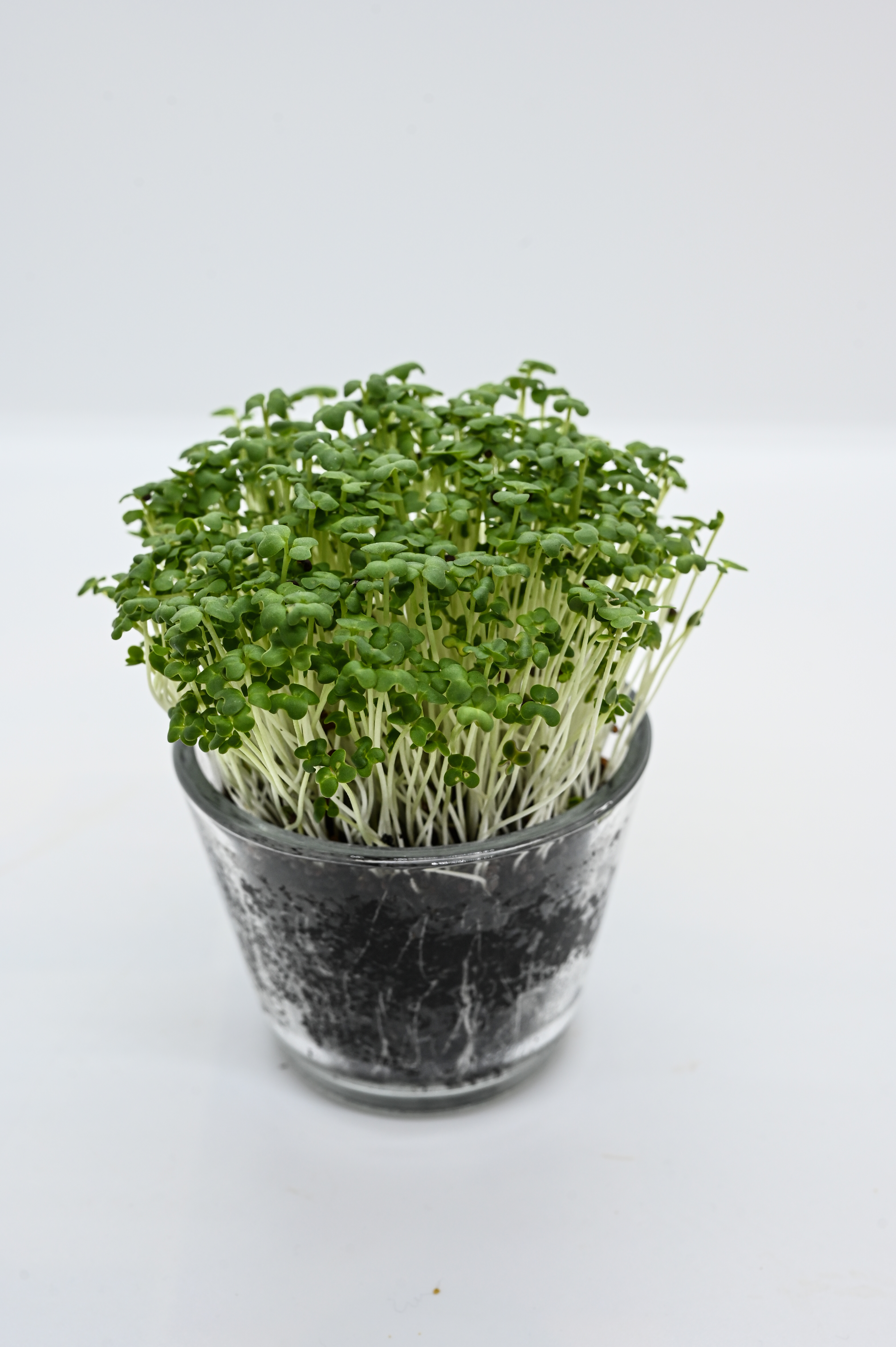 Glas mit dichtem Bündel grüner Microgreens (Kresse) auf weißen Stängeln in dunklem Substrat vor weißem Hintergrund
