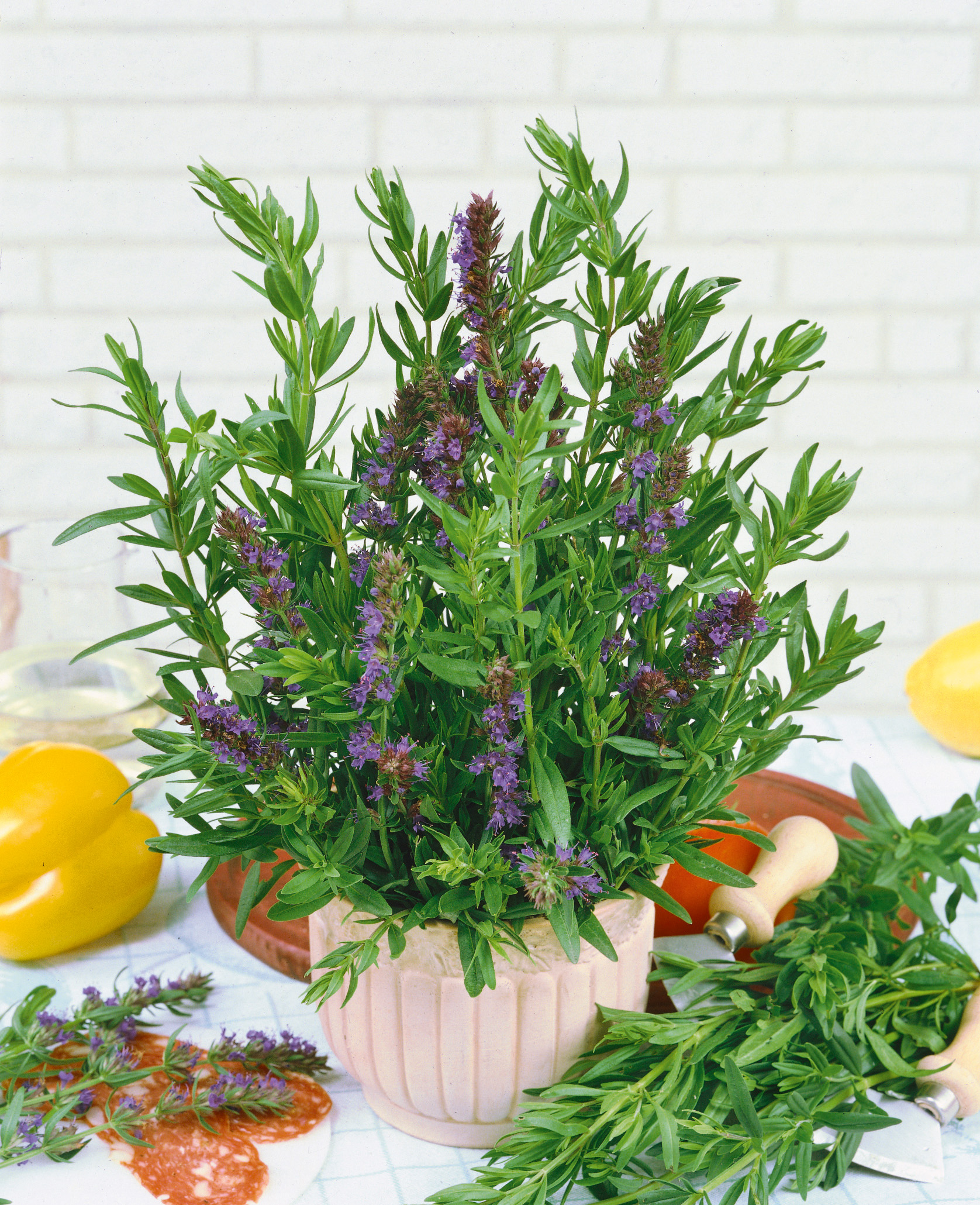 Blumentopf mit frischen Kräutern und lila Blüten auf einem Tisch mit Gemüse