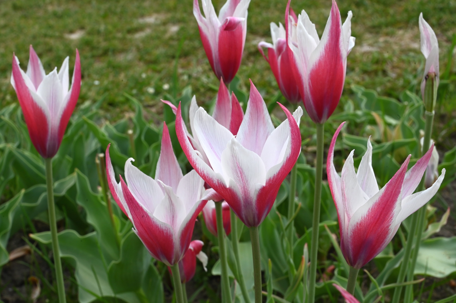 Tulipa clusiana Peppermint Stick
