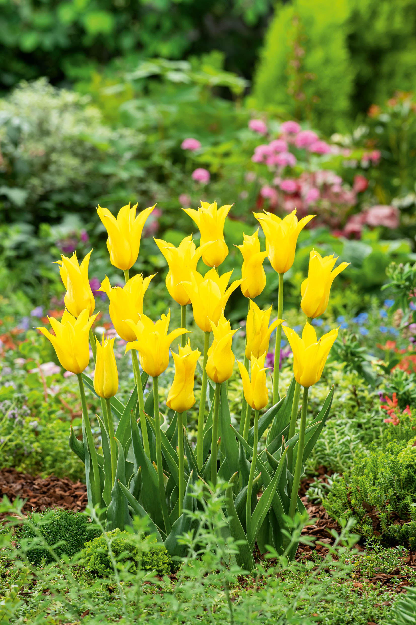 Lilienblütige Tulpen Flashback