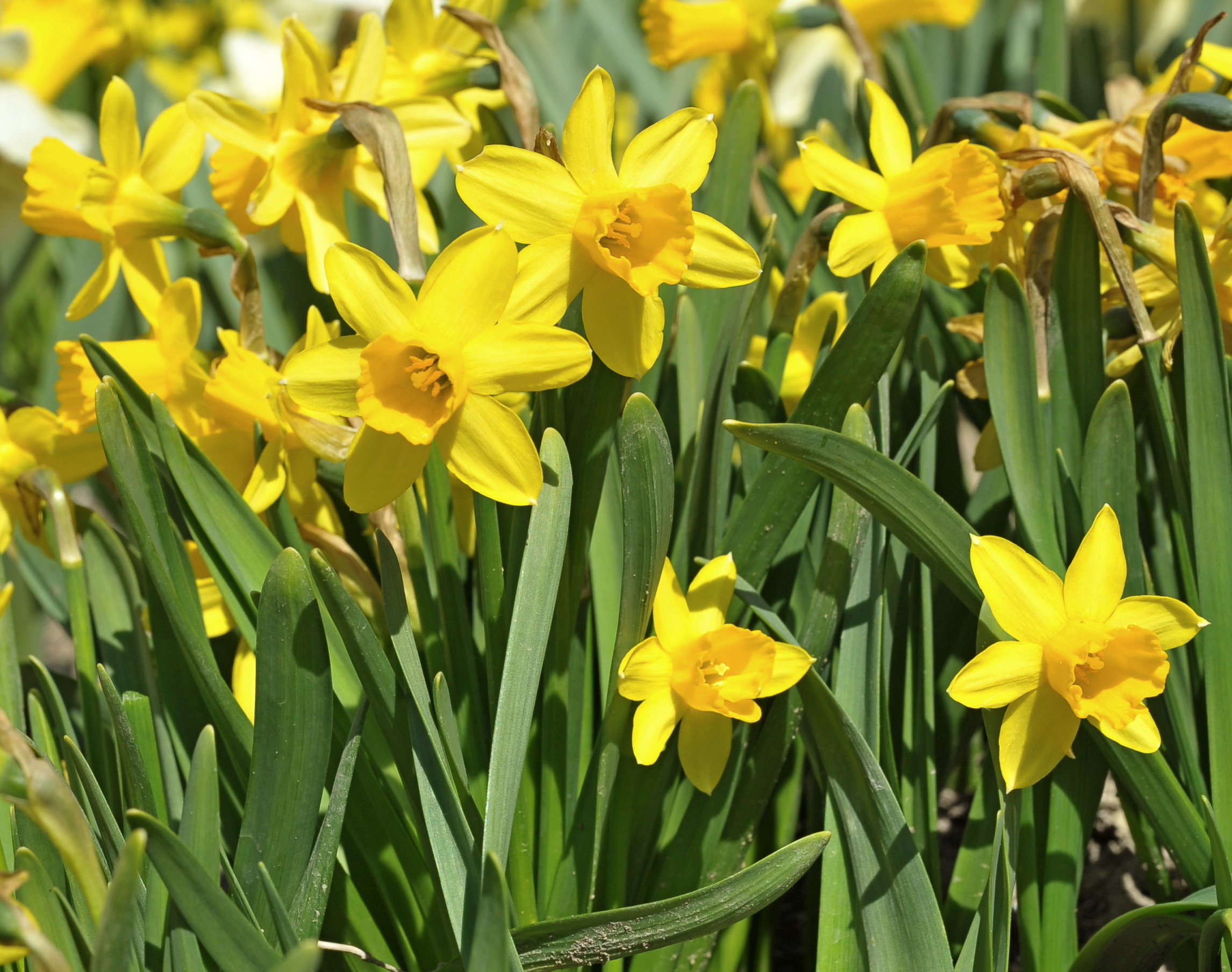 Cyclamineus-Narzissen Tête à Tête mit leuchtend gelben, nickenden Blüten und schmalem Laub, beliebte kompakte Frühlingsblüher für Garten und Beet