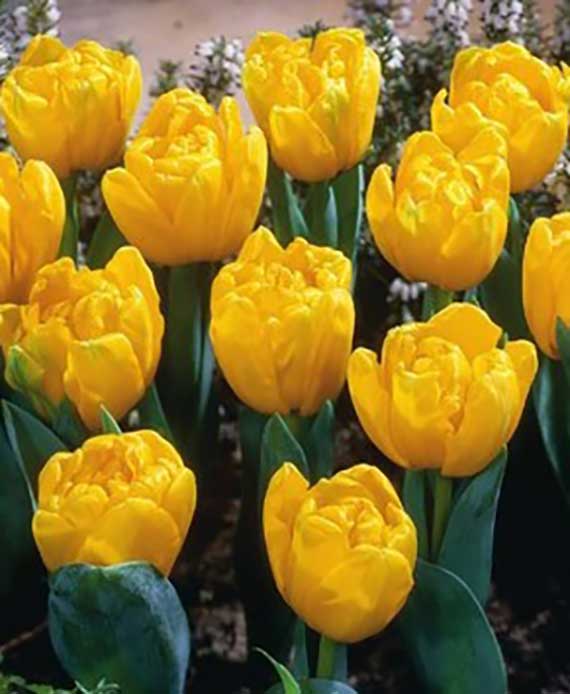 Nahaufnahme mehrerer gelber, gefüllter Tulpen im Beet mit dicht gefüllten Blüten und kräftigen grünen Blättern