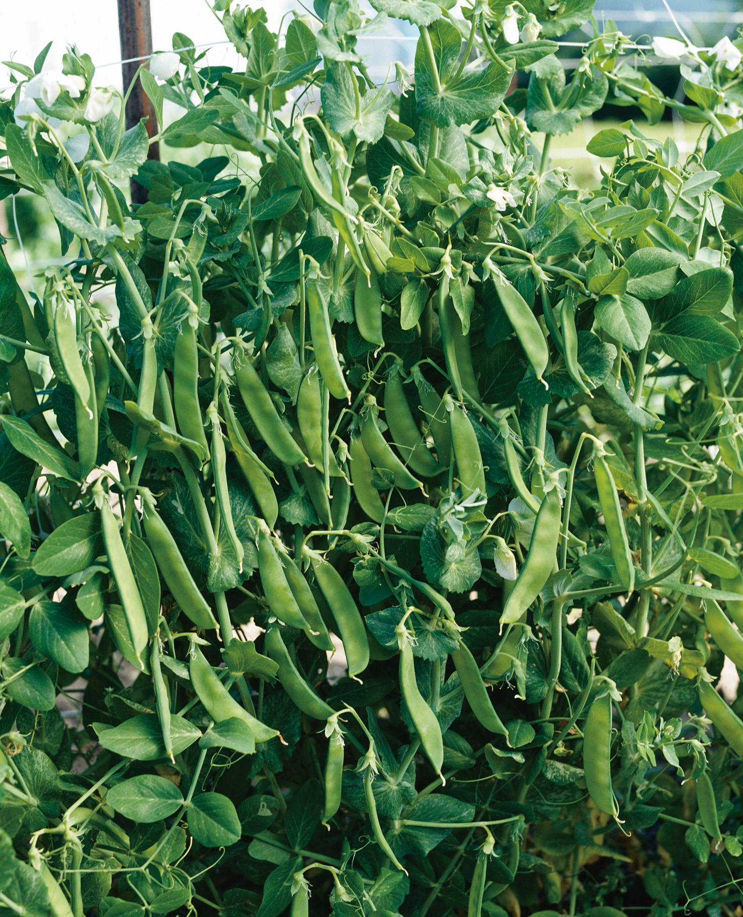 Zuckererbsen Norli von Samen-Fetzer mit zahlreichen zarten, süßen und aromatischen grünen Hülsen an der Pflanze, ideal als Zuckerschoten zur frühen Ernte