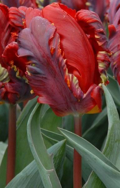 Nahaufnahme einer roten Papageien-Tulpe mit rüschigen, gewellten Blütenblättern und grünen Laubblättern im Hintergrund