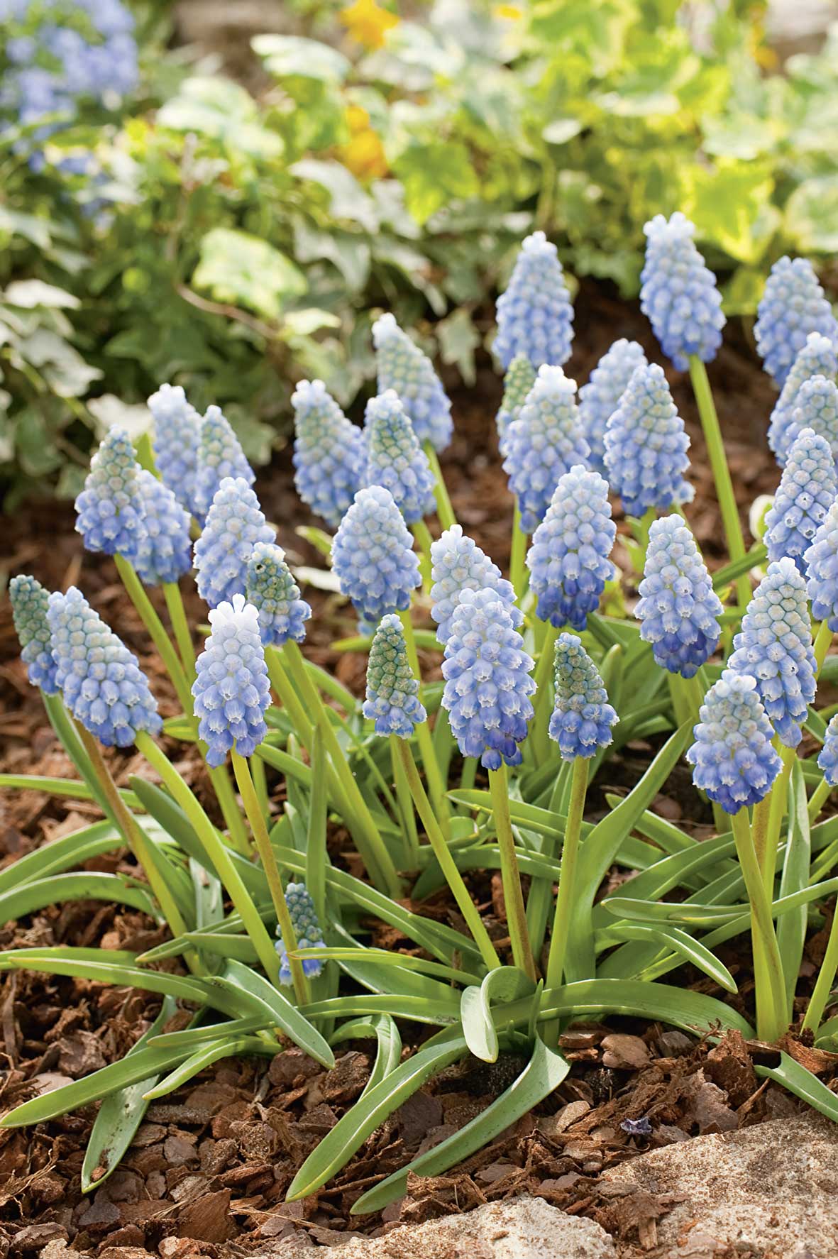 Nahaufnahme mehrerer hellblauer Traubenhyazinthen (Muscari) mit grünen Blättern in Rindenmulch, dichter Bestand auf einem Frühlingsbeet