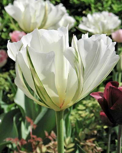 Nahaufnahme einer geöffneten weißen Papageien-Tulpe mit geschlitzten Blütenblättern im Gartenbeet, im Hintergrund unscharfe weitere Tulpen und grünes Laub