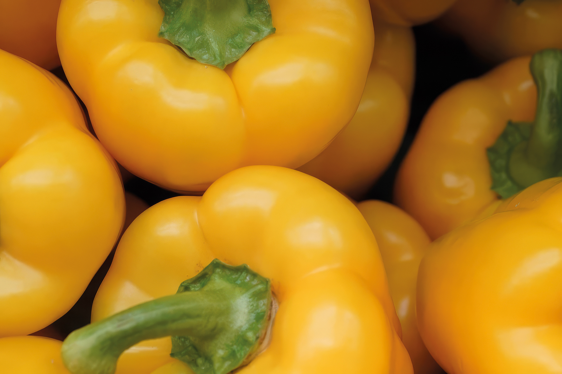 Paprika Topepo Gelb