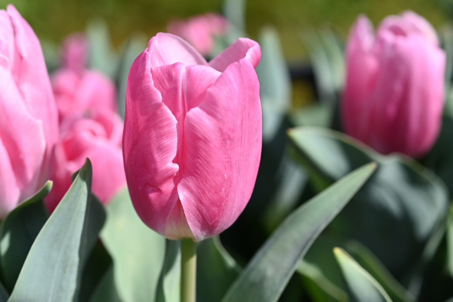 Nahaufnahme einer rosa Tulpe mit grünen Blättern und unscharfem Hintergrund