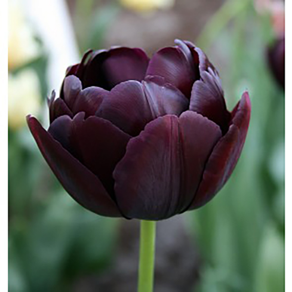 Nahaufnahme einer gefüllten, dunkelvioletten bis beinahe schwarzen Tulpe mit grünem Stiel vor unscharfem Gartenhintergrund