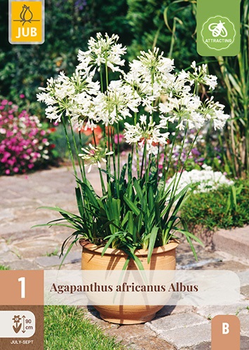 Agapanthus africanus albus