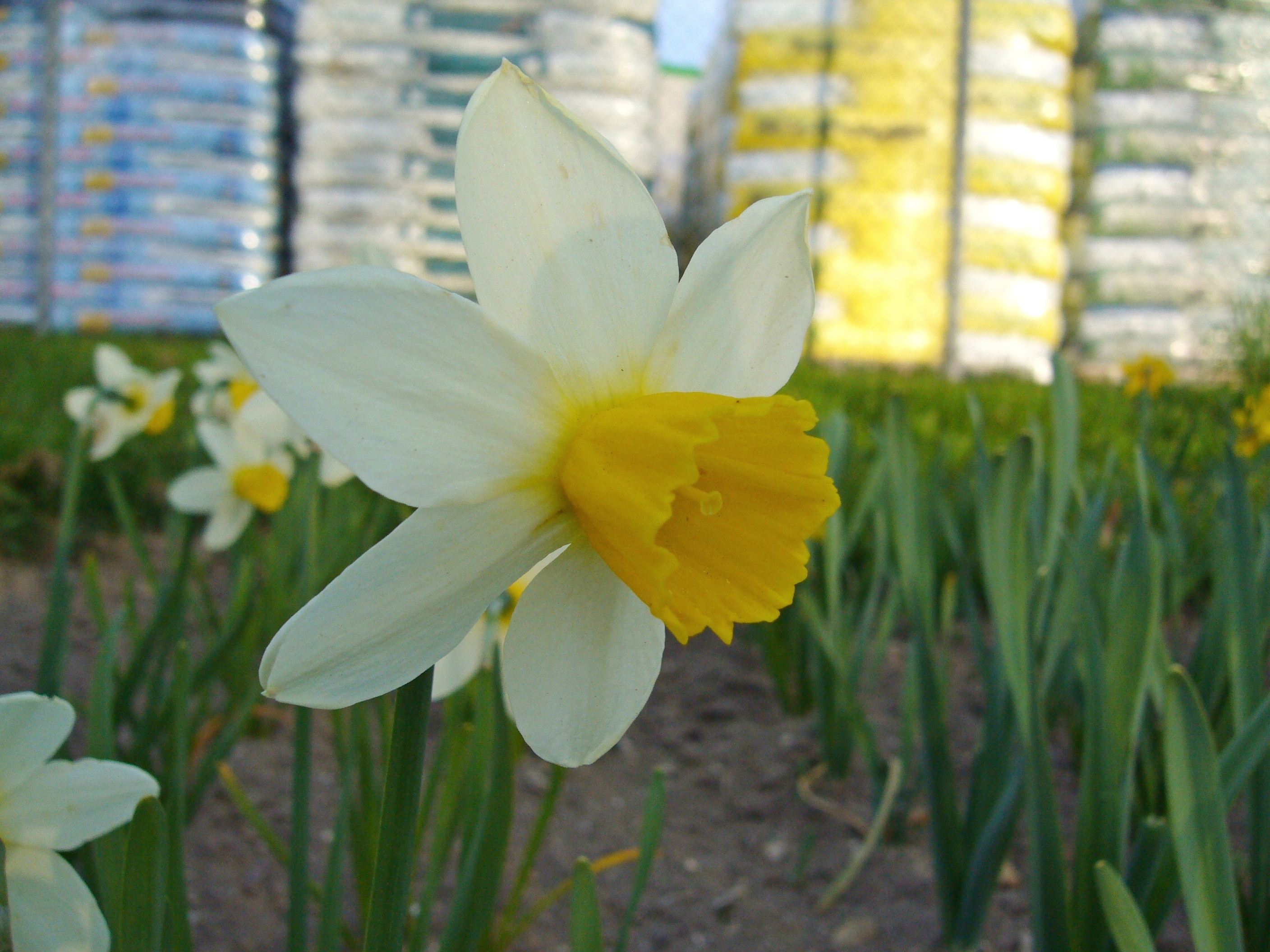 Nahaufnahme einer weißen Narzissenblüte mit gelber Trompete im Blumenbeet, unscharfer Hintergrund mit weiteren Narzissen