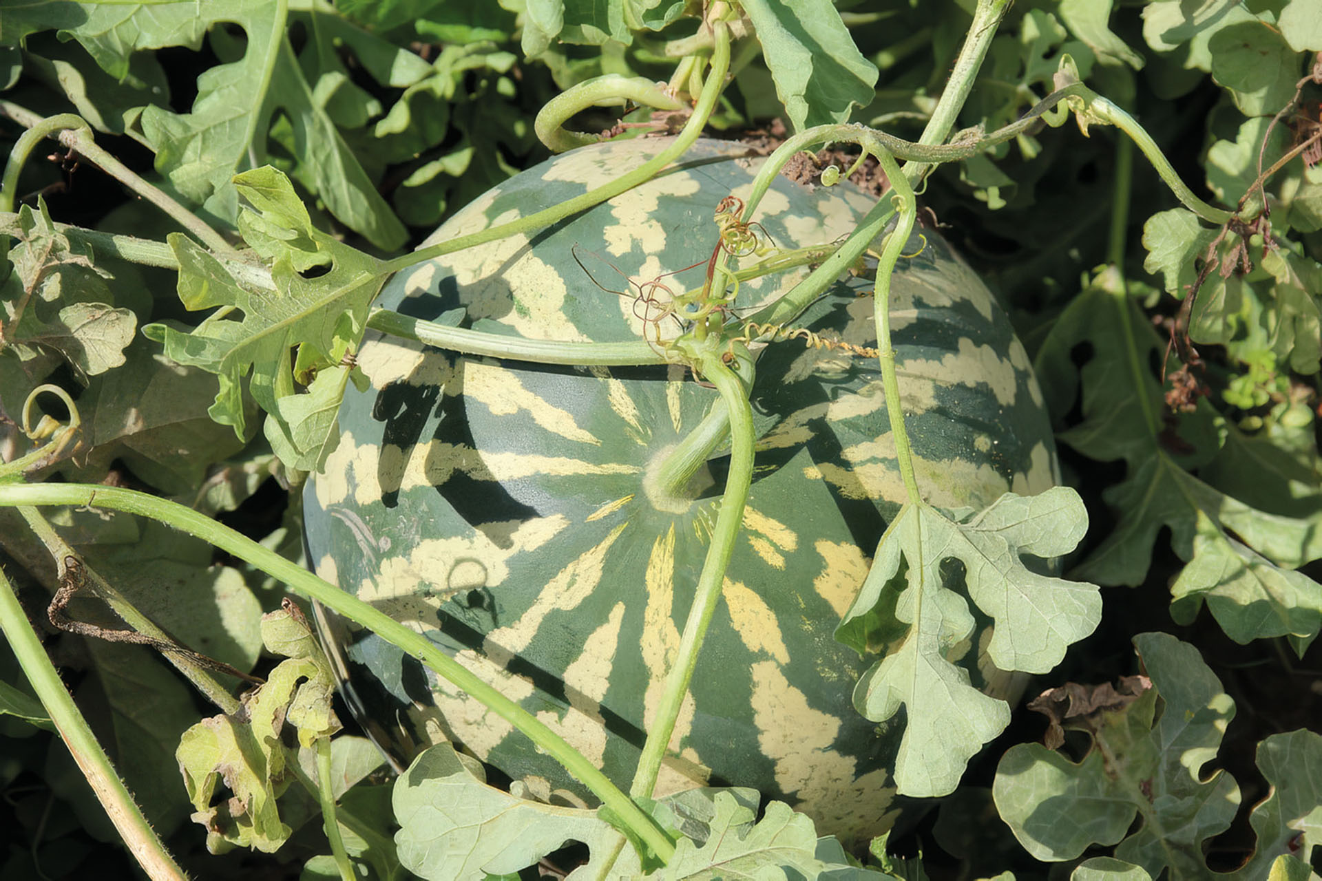 Wassermelone Red Seeded Citron