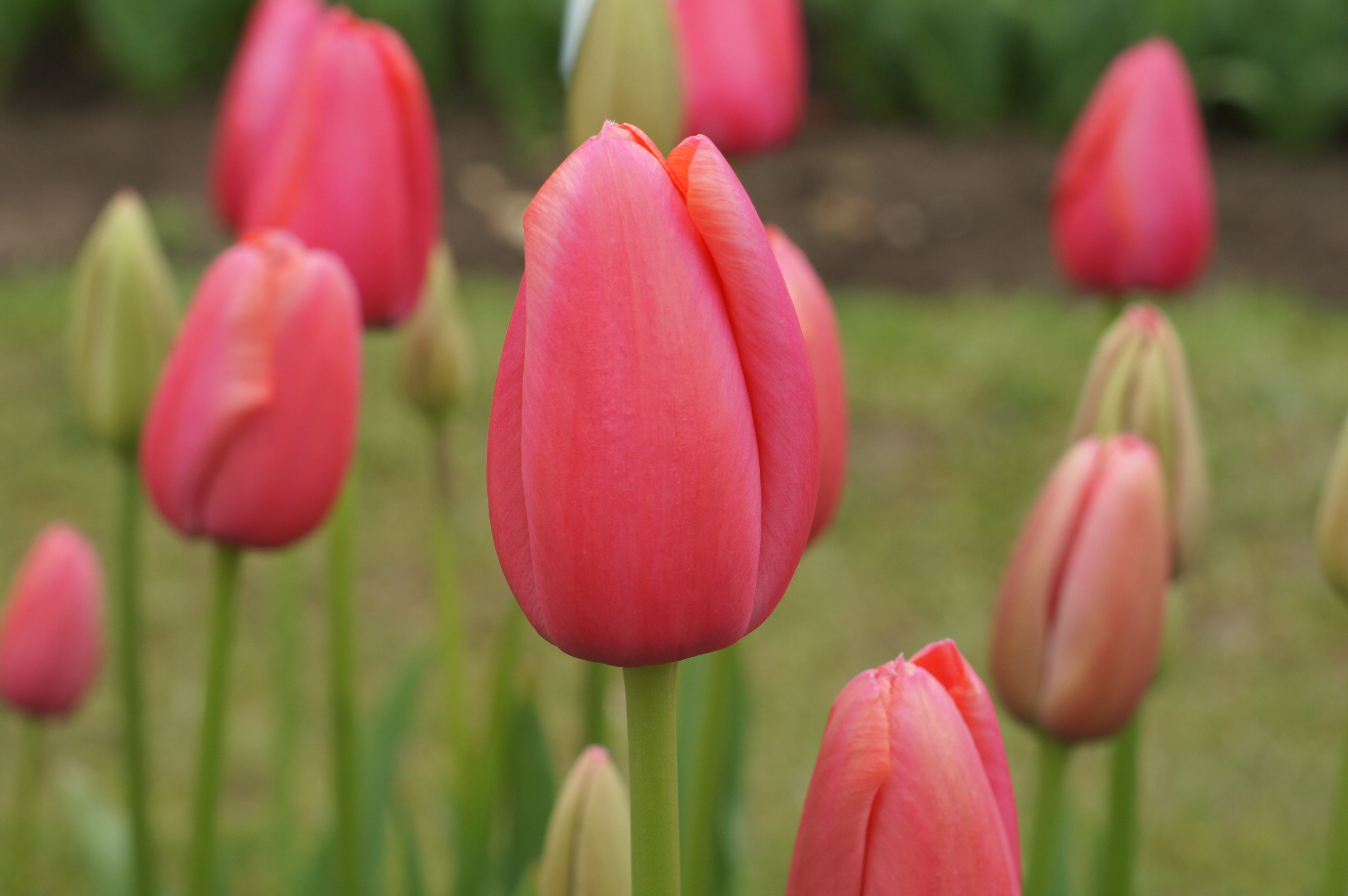 Nahaufnahme einer rosa Tulpe im Garten, stehende Blüte mit grünem Stängel und mehreren unscharfen Tulpen im Hintergrund