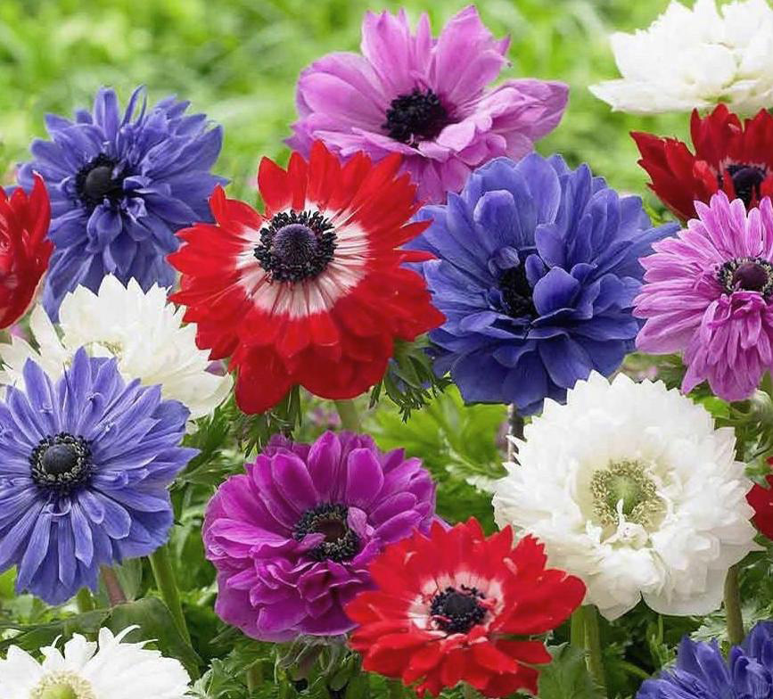 Nahaufnahme mehrerer gefüllter Anemonen (Anemone coronaria) in Rot, Blau, Weiß, Rosa und Lila vor grünem Blattwerk