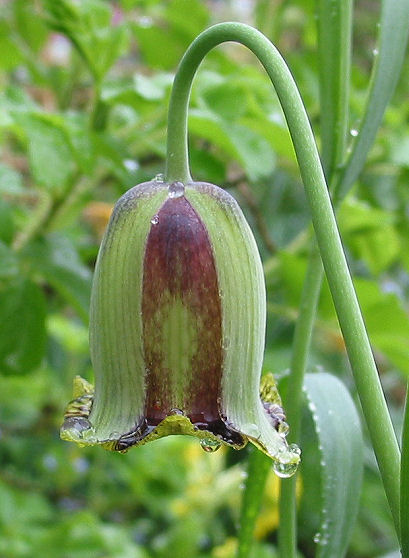 Fritillaria acmopetala