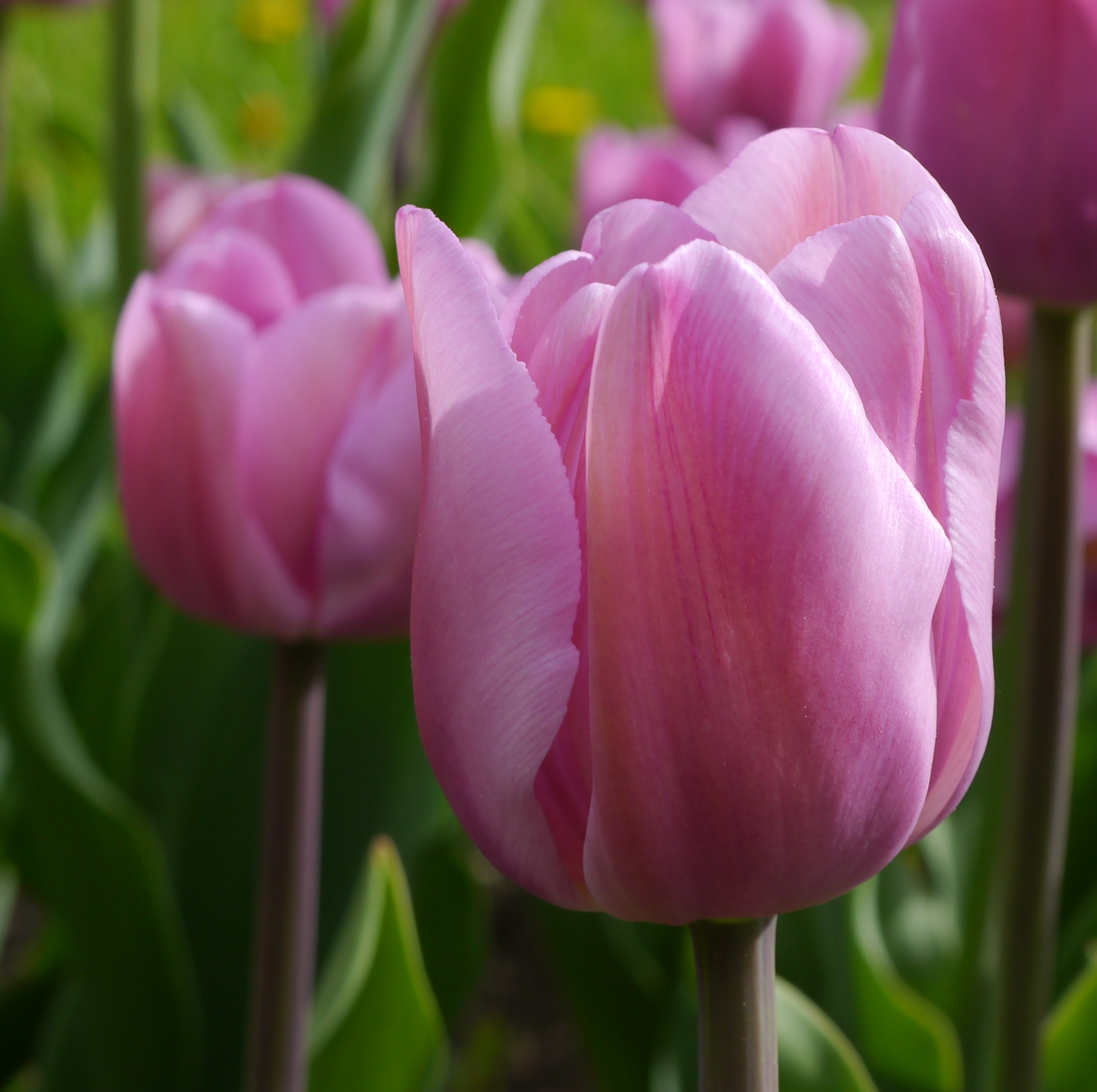Nahaufnahme der Triumph-Tulpe Alibi mit zart hellviolett-rosa Blüten im Garten, ideal für Beete und Rabatten.