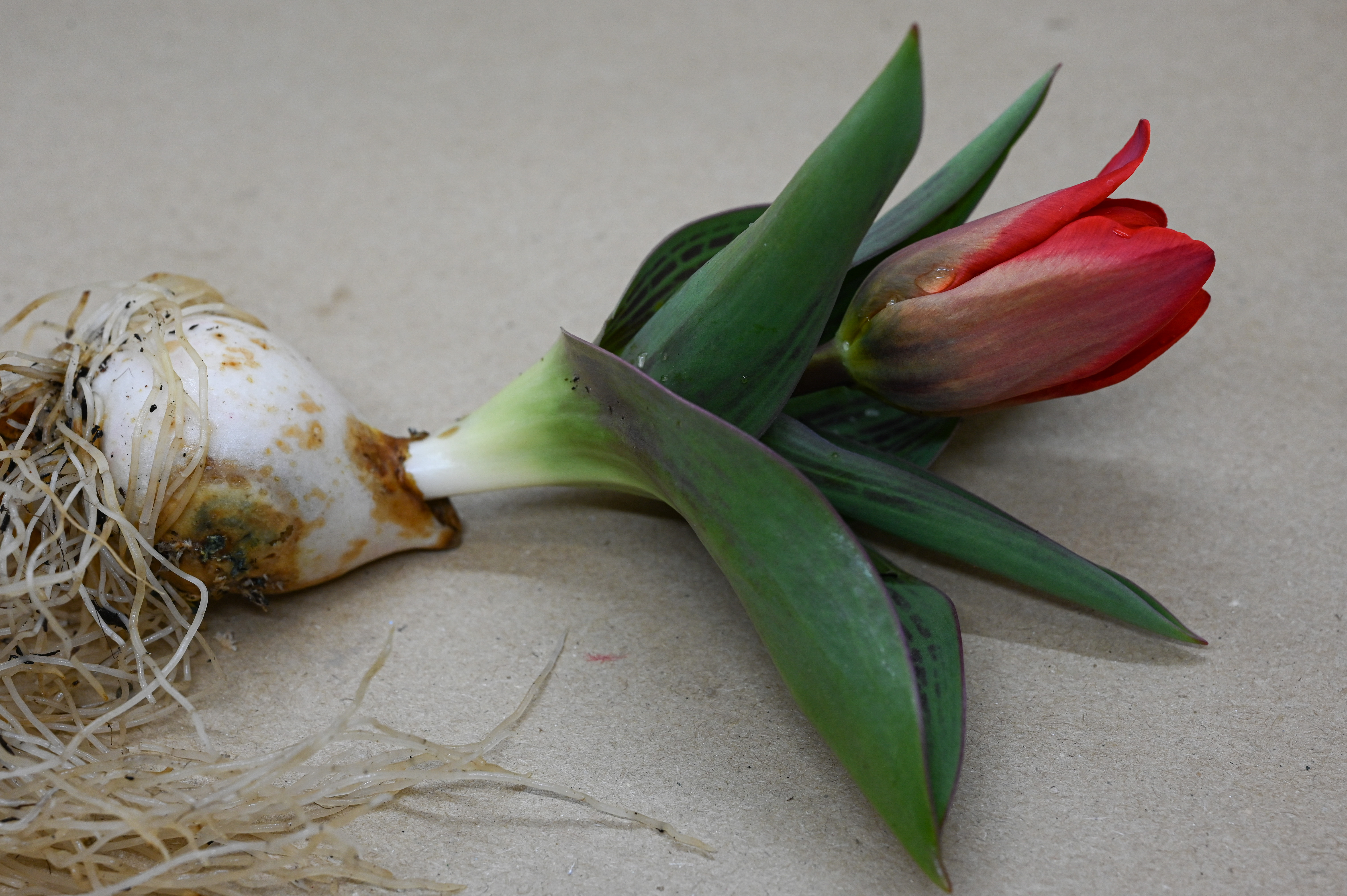 Rote Tulpe mit Zwiebel und Wurzeln auf einem neutralen Hintergrund