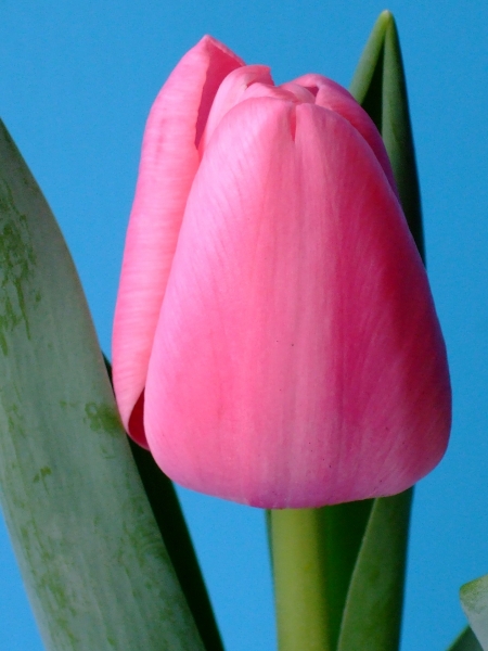 Nahaufnahme einer rosa Tulpe mit grünen Blättern vor blauem Hintergrund