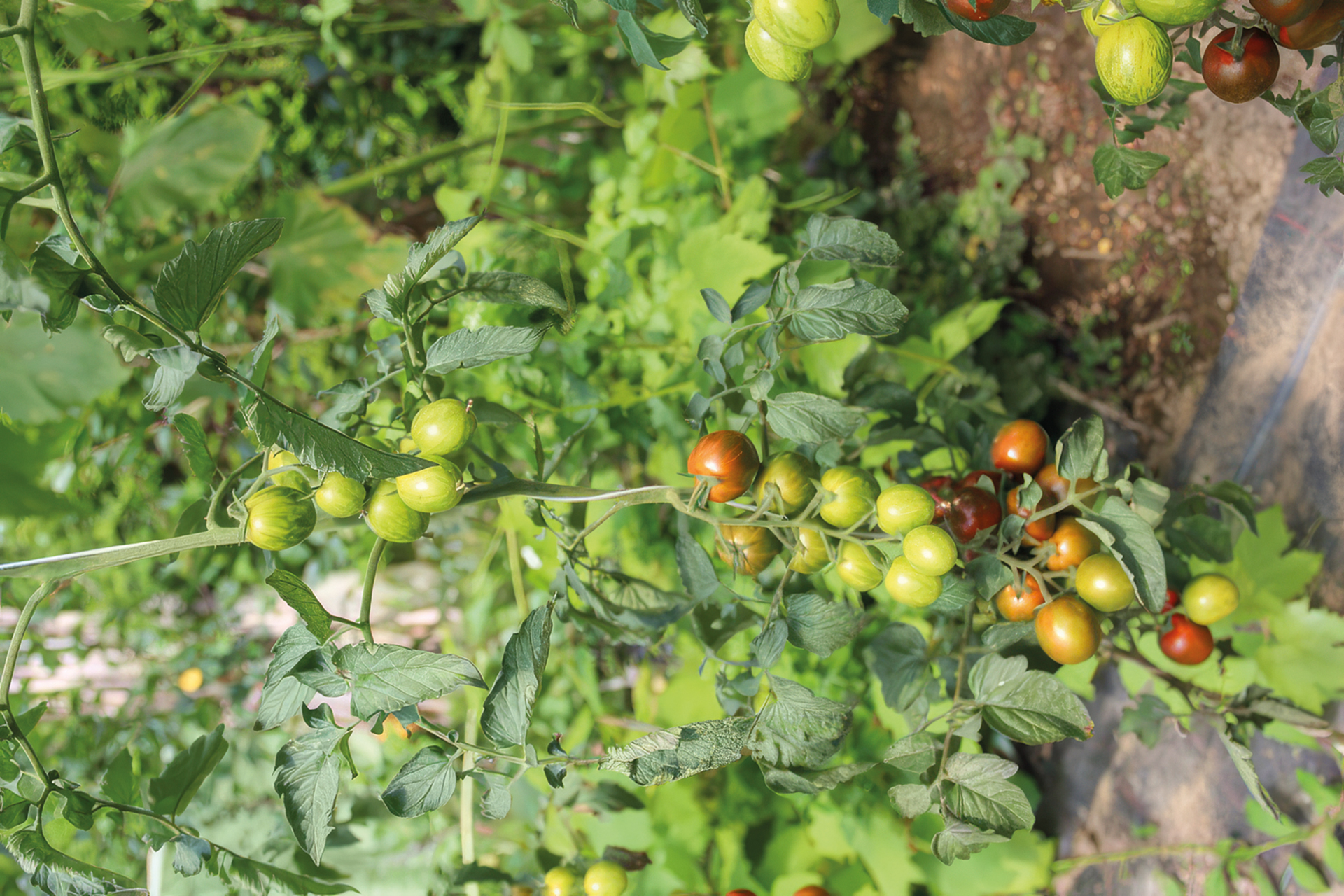 Cocktailtomate Cherry Zebra