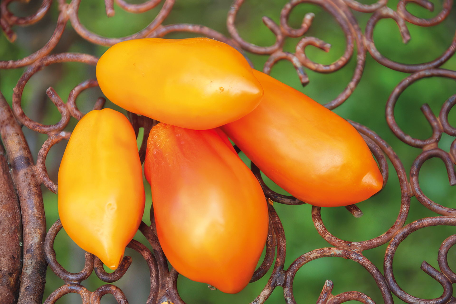Tomate Banana Legs