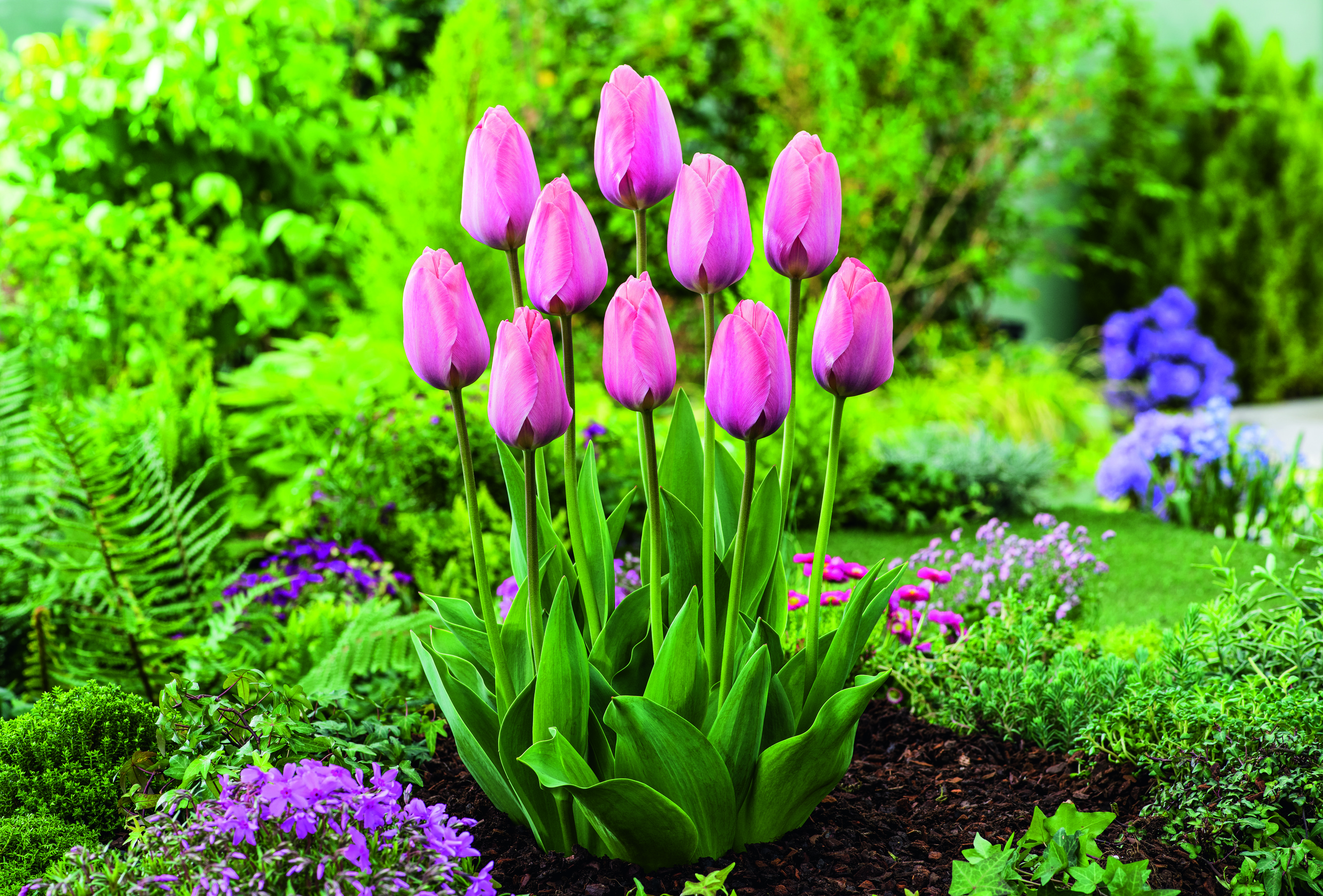 Nahaufnahme von rosa Tulpen in einem gepflegten Gartenbeet, mit kräftig grünen Blättern, dunklem Mulch und violetten Bodendeckern im Hintergrund