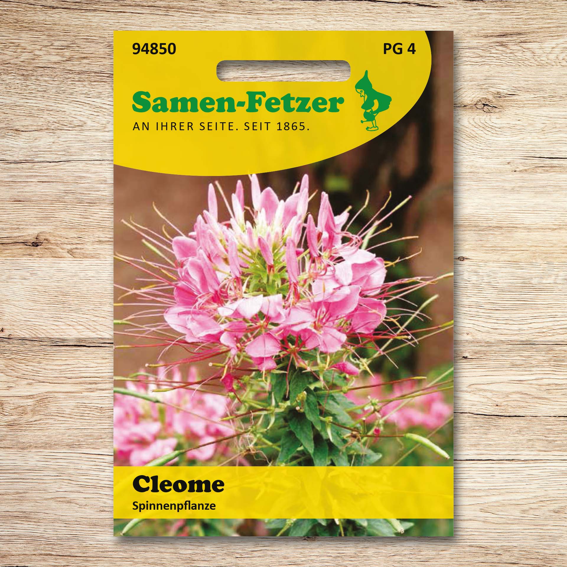 Spinnenpflanze Cleome