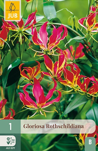 Gloriosa rothschildiana Kletterlilie