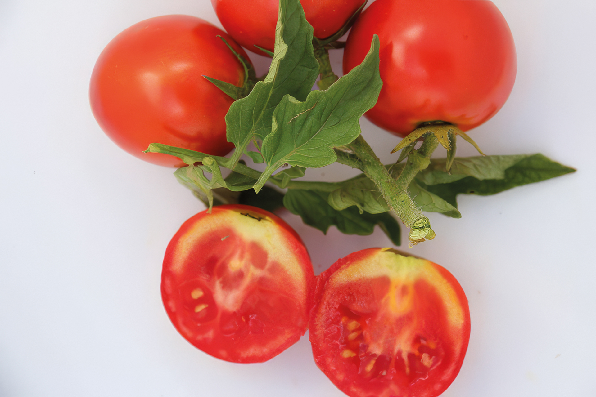 Salattomate Rondobella