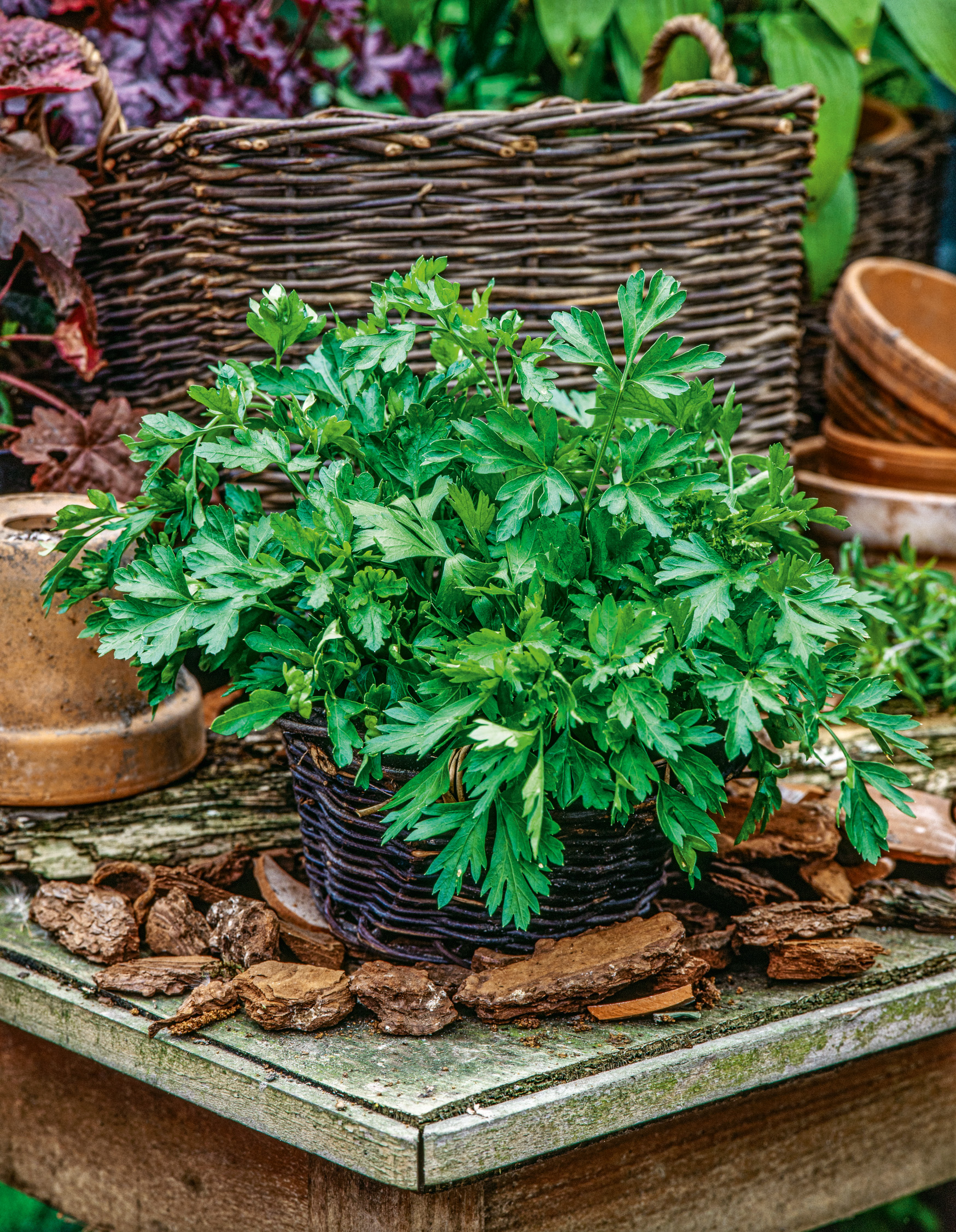 Weidenkorb mit frischer glatter Blattpetersilie auf verwittertem Holztisch, umgeben von Rindenmulch und Terrakottatöpfen; ideale Küchen- und Balkonkräuter
