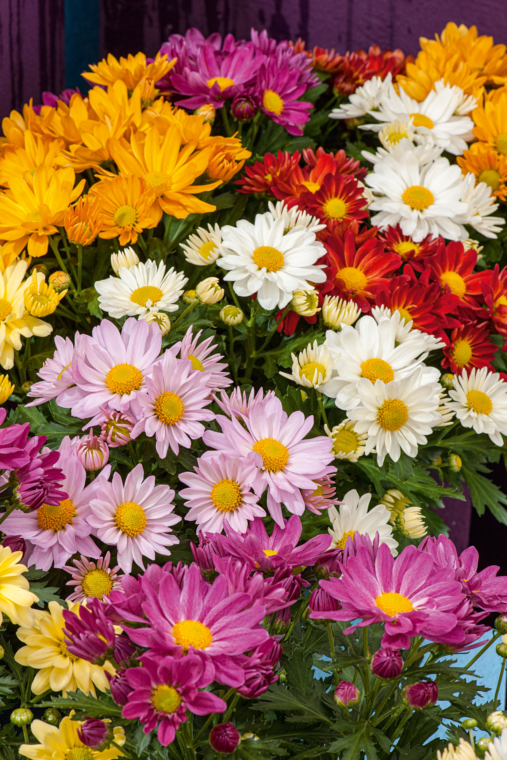 Nahaufnahme bunter Chrysanthemen im Topf mit gelben Blütenmitten, dichten Blütenständen und verschiedenen Farben (gelb, weiß, rosa, rot, violett) – dekorative Schnitt- oder Topfpflanze