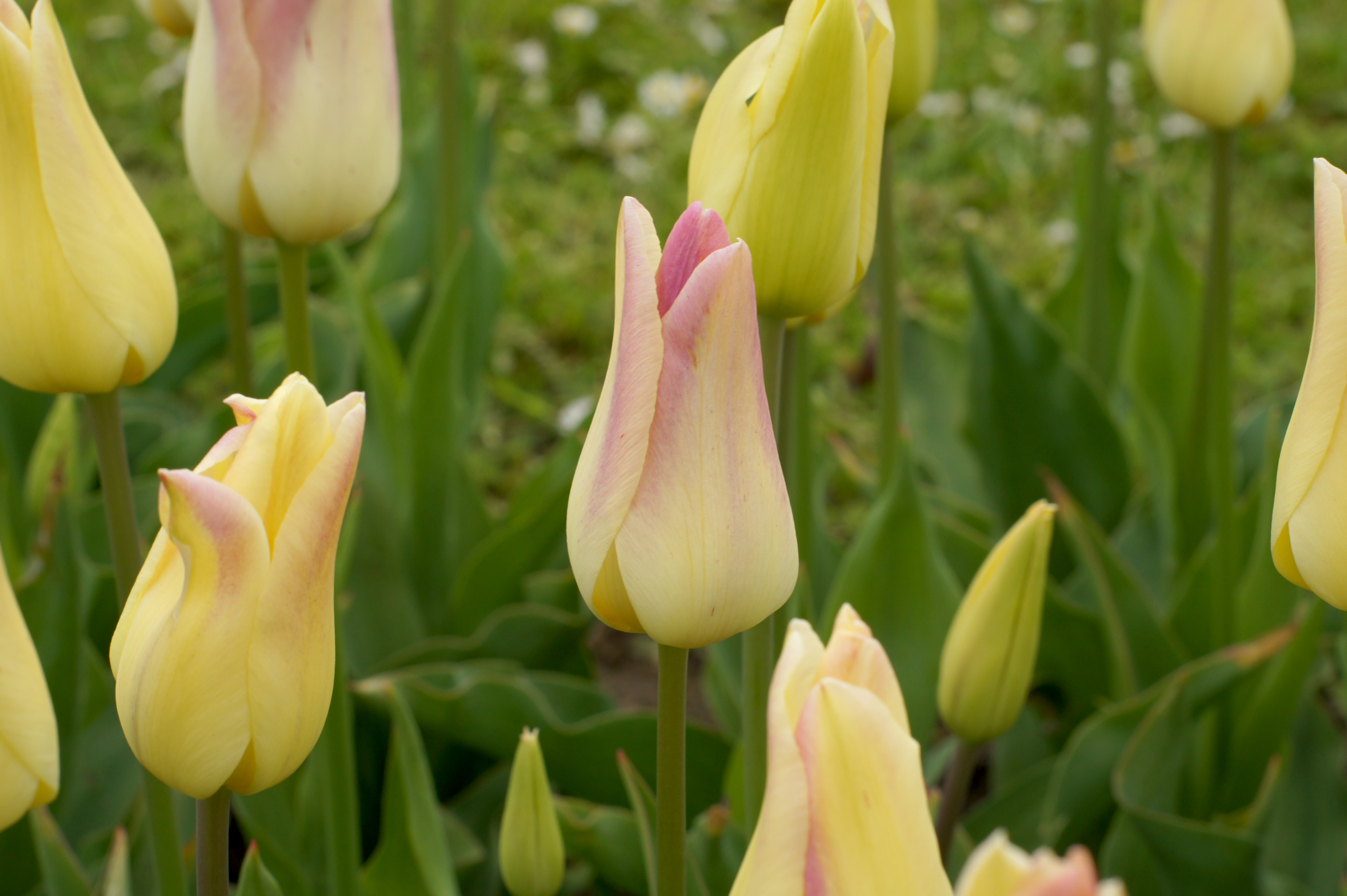 Lilienblütige Tulpen Elegant Lady