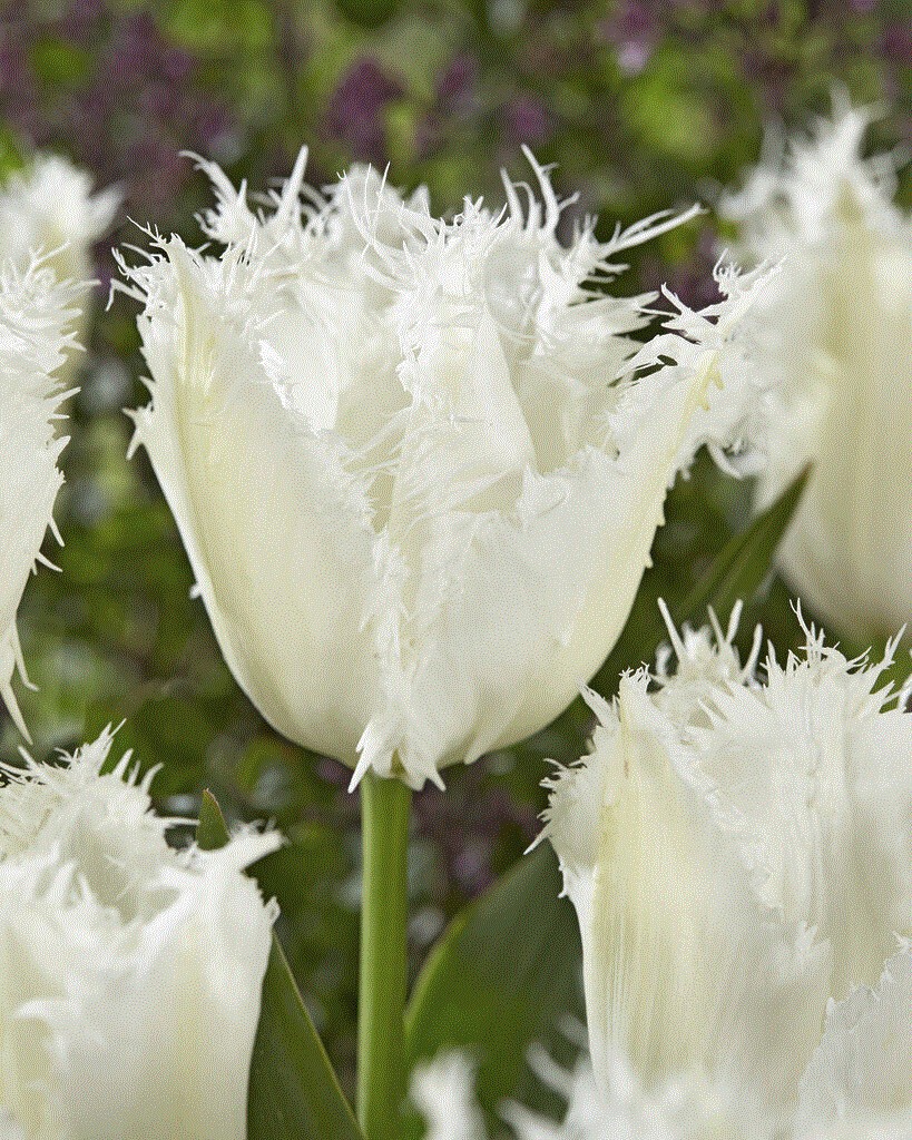 52519_Crispa-Tulpen Noordeinde_visi160155_VP Nahaufnahme einer weißen Fransentulpe mit feinen, fransigen Blütenrändern, grünem Stängel und unscharfem Gartenhintergrund
