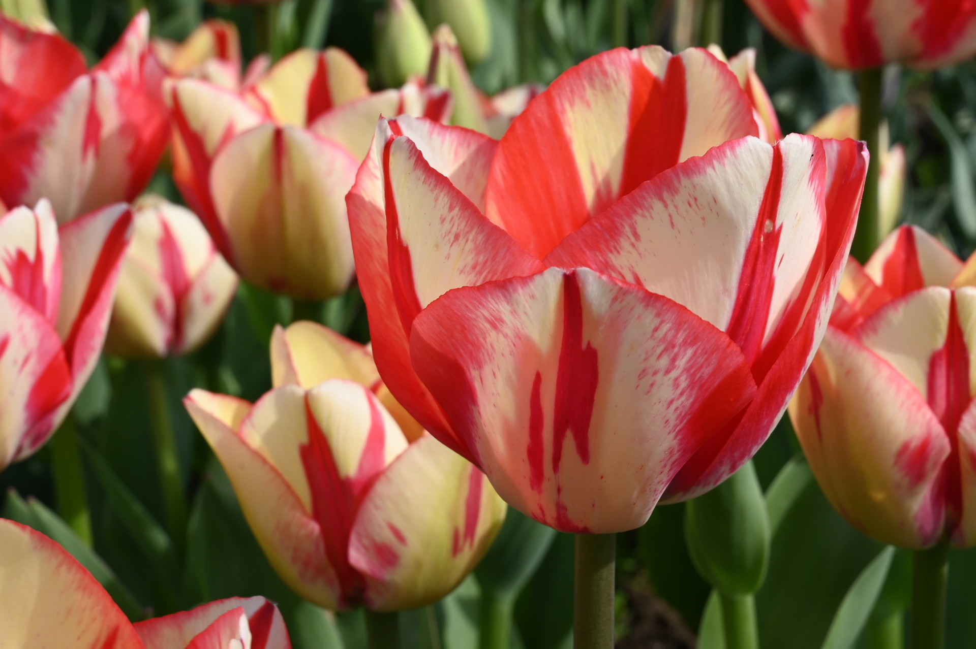 Triumph-Tulpe 'Spryng Break' mit großen, weiß-pinkroten Blüten und gelblichen Akzenten, ideal für Beet, Rabatte, Kübel und als elegante Schnittblume.