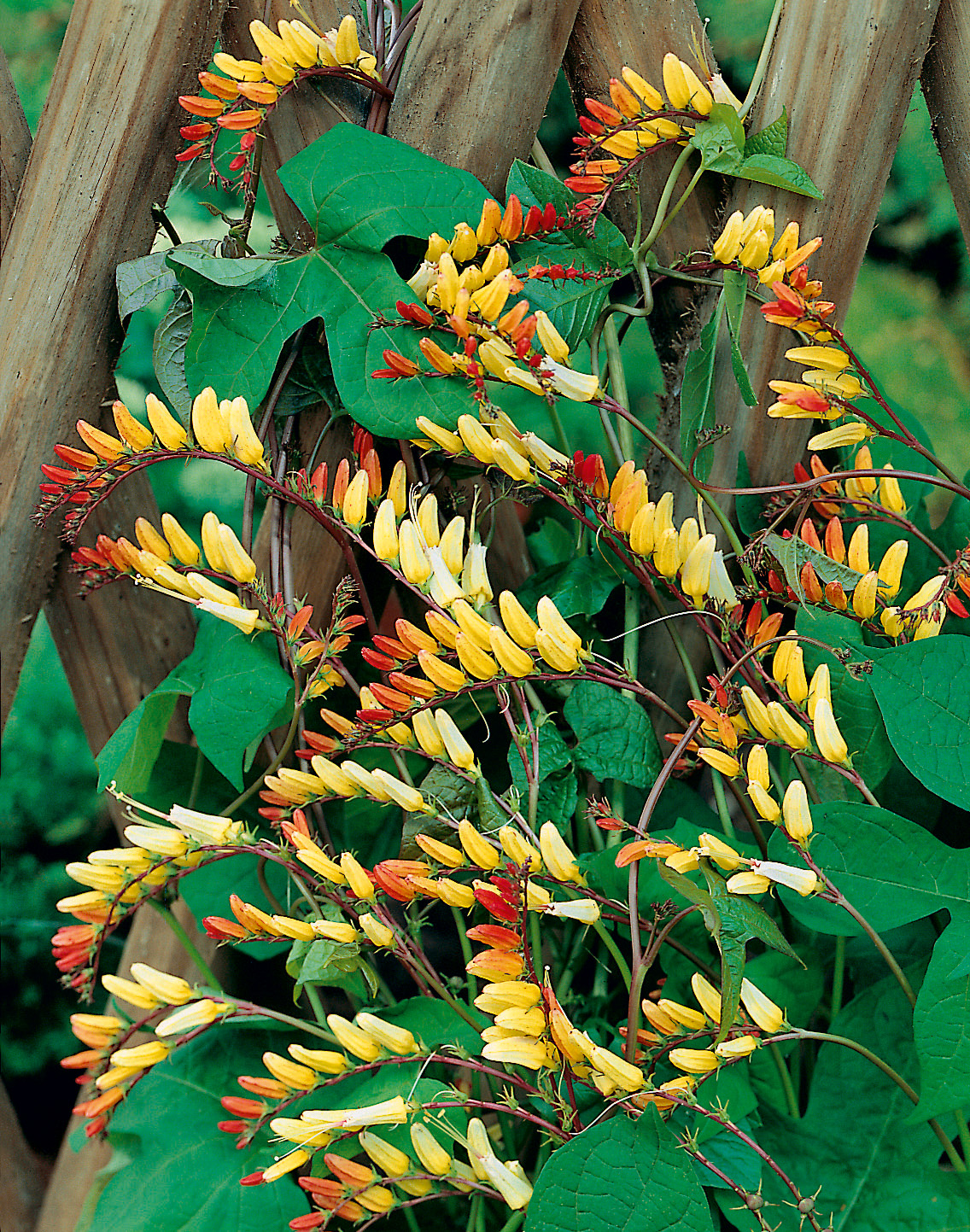 Gelb-orangefarbene, röhrenförmige Blüten an einer Kletterpflanze vor einem Holzspalier mit großen grünen Blättern