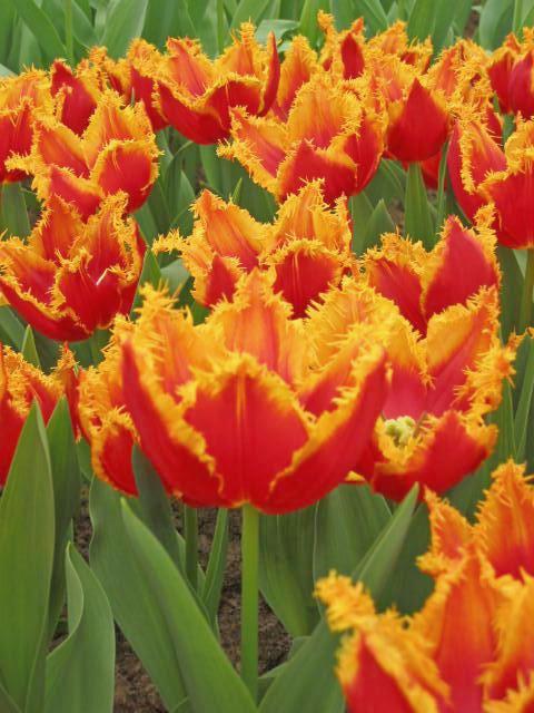 Nahaufnahme von roten und orangefarbenen Fransen-Tulpen im Blumenbeet, dichte Blüten mit gezackten gelben Rändern und grünen Blättern