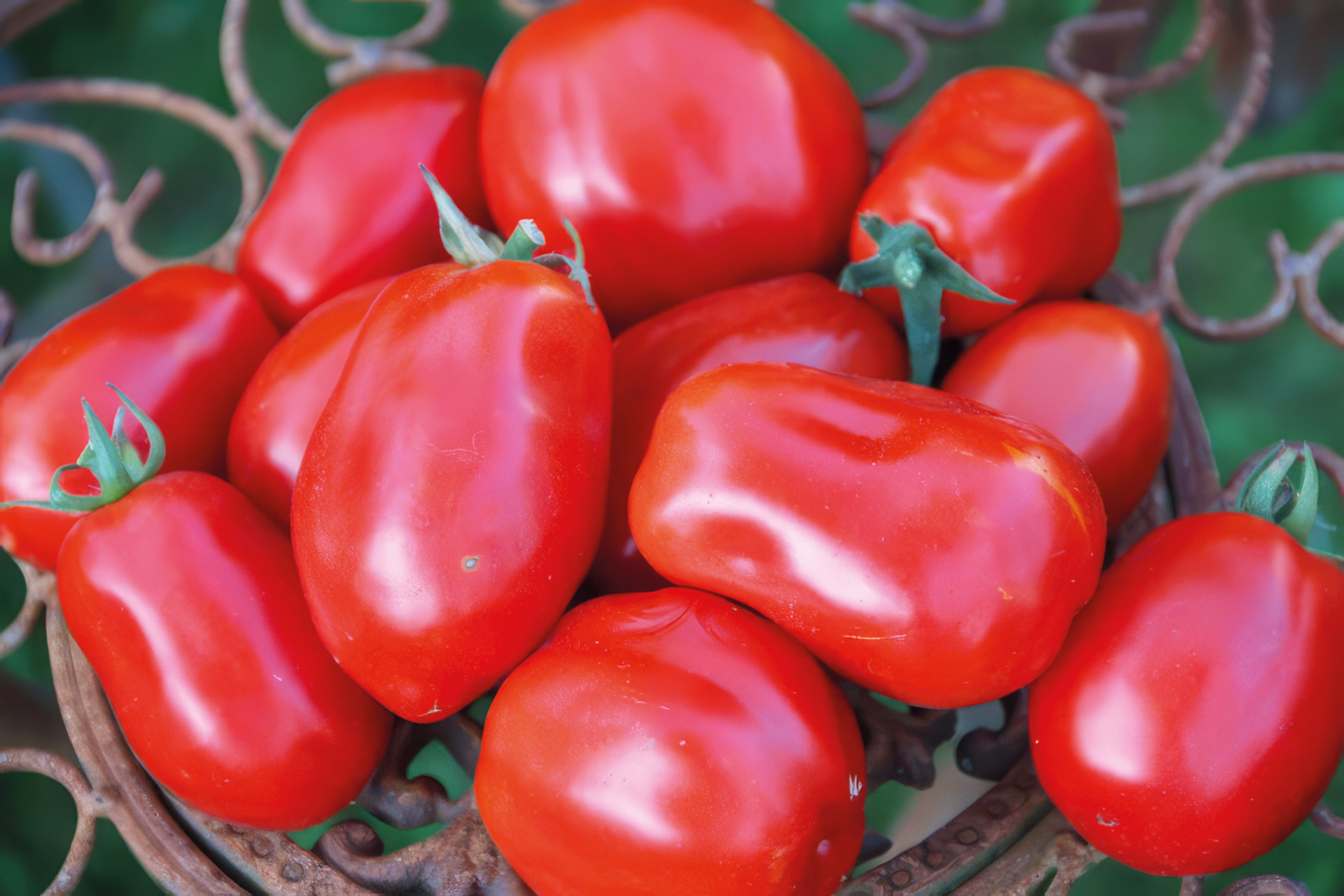 Tomate Roma