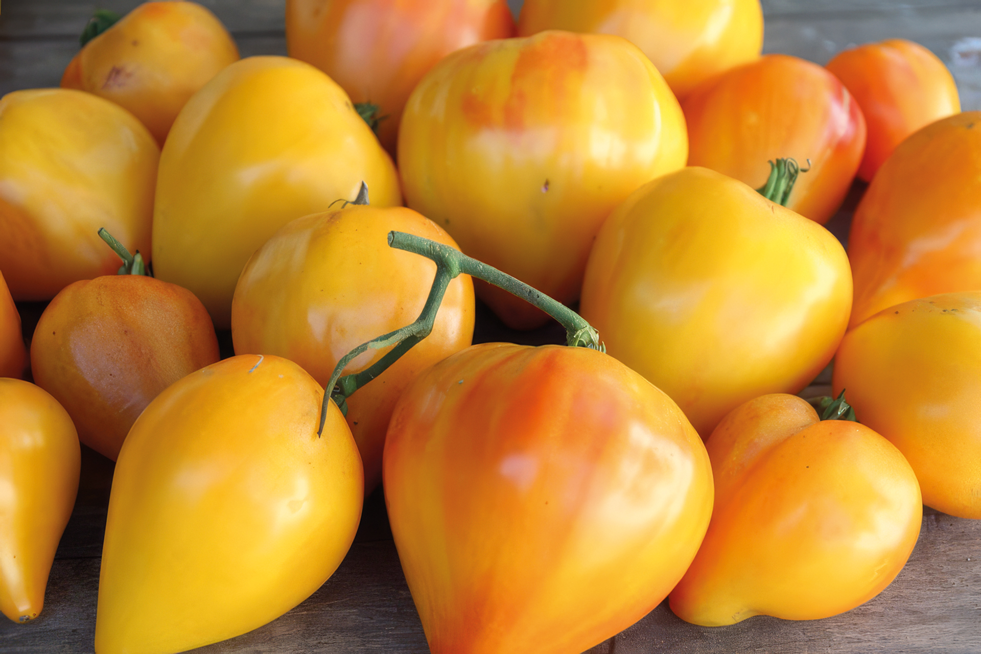 Tomate Sonnenherz