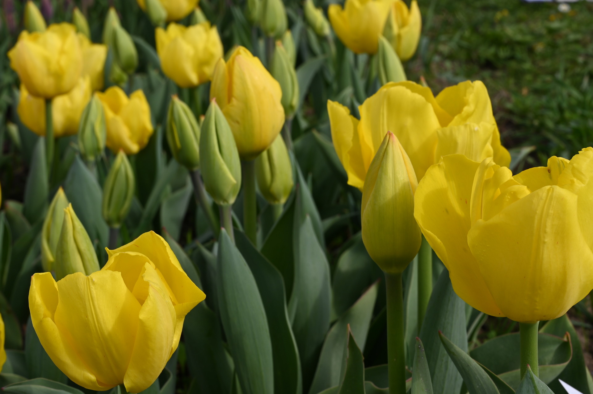 Triumph-Tulpe Kikomachi mit leuchtend gelben, klassisch geformten Blüten und Knospen im Beet – elegante Frühjahrstulpe für Rabatten und Kübel