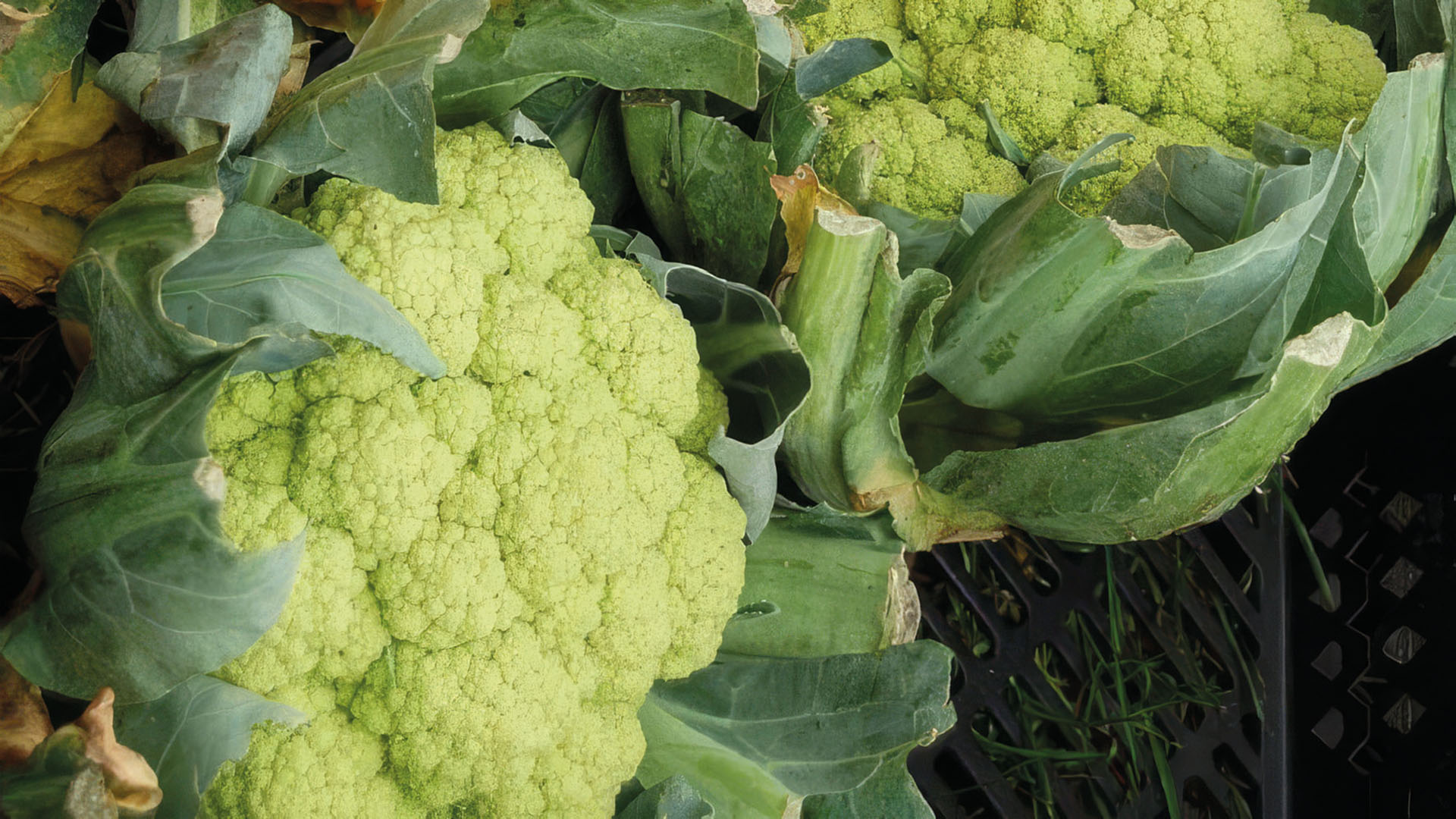Grüner Blumenkohl Verde di Macerata