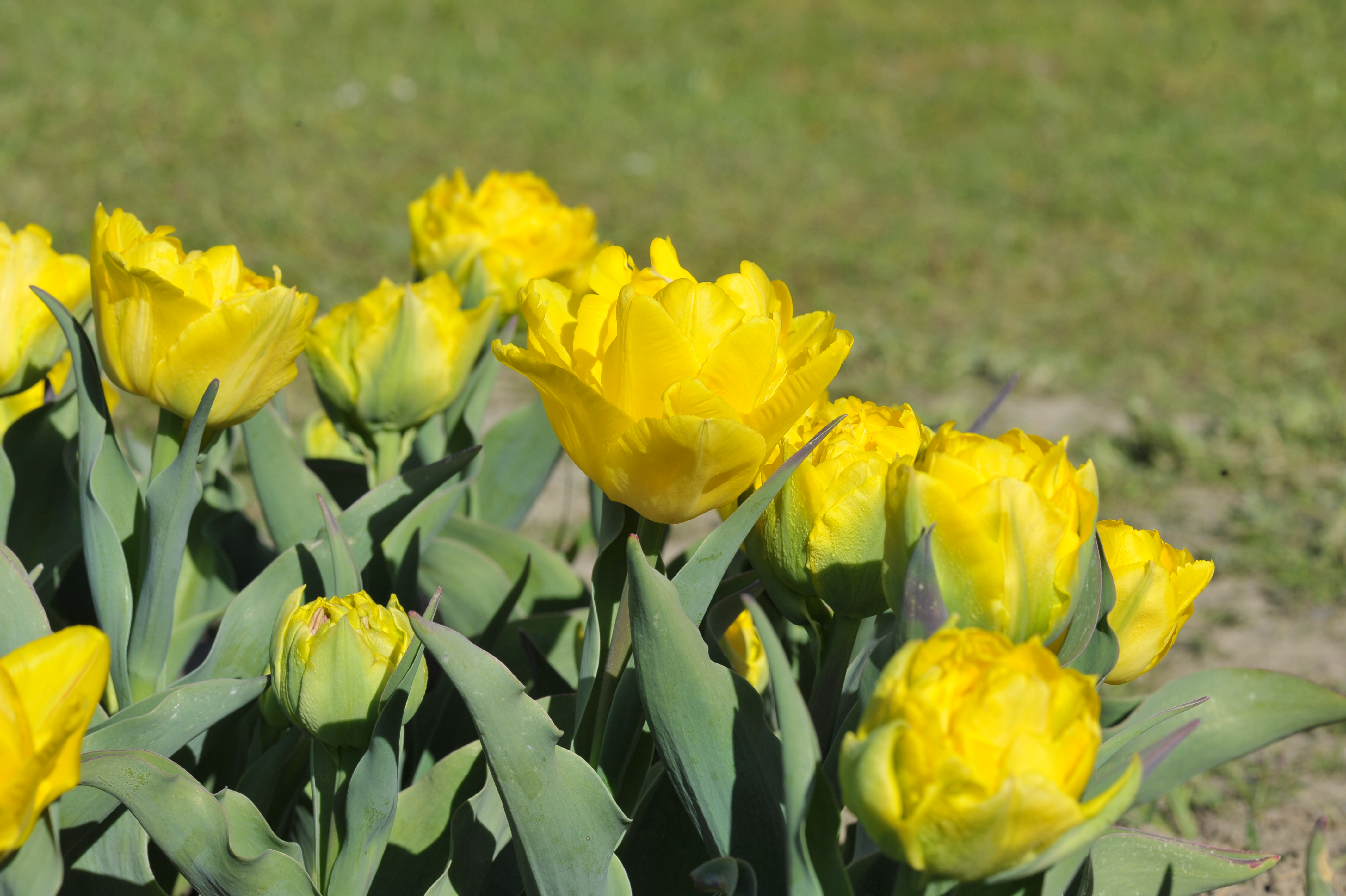 Nahaufnahme mehrerer gelber, gefüllter Tulpen im Beet mit grünen Blättern bei Sonnenschein