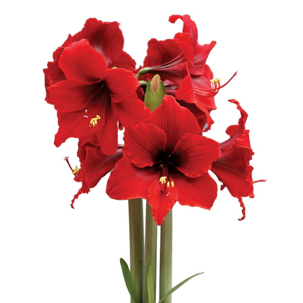 Amaryllis, südafr. Sonatini Fire Dancer  (Mini)