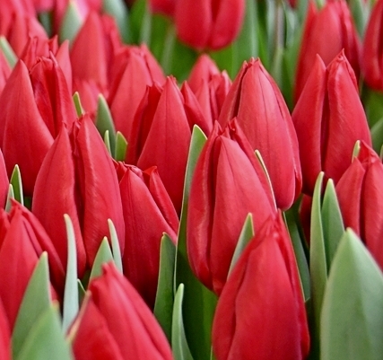 Nahaufnahme mehrerer roter Tulpenknospen mit grünen Blättern