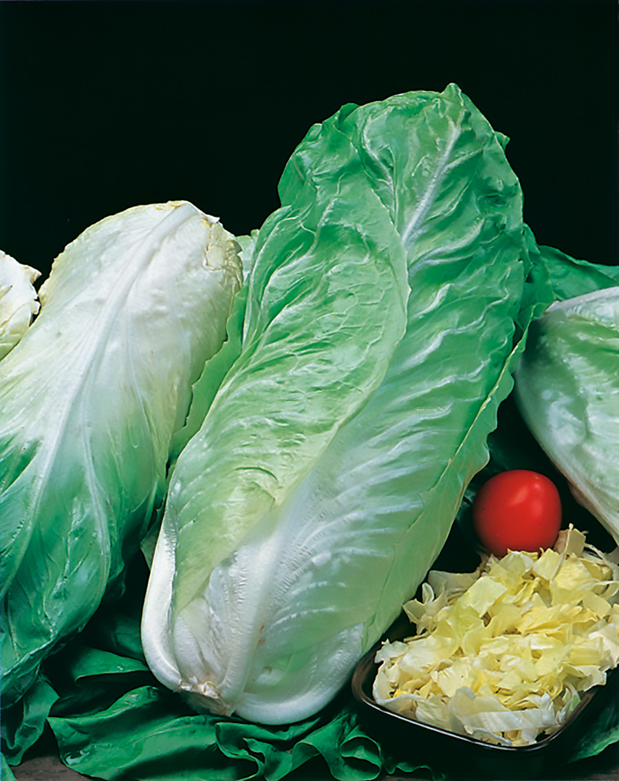 Zwei Köpfe Römersalat (Romana) mit knackig grünen und weißen Blättern, daneben gehackter Salat in einer Schale und eine rote Cocktailtomate vor dunklem Hintergrund