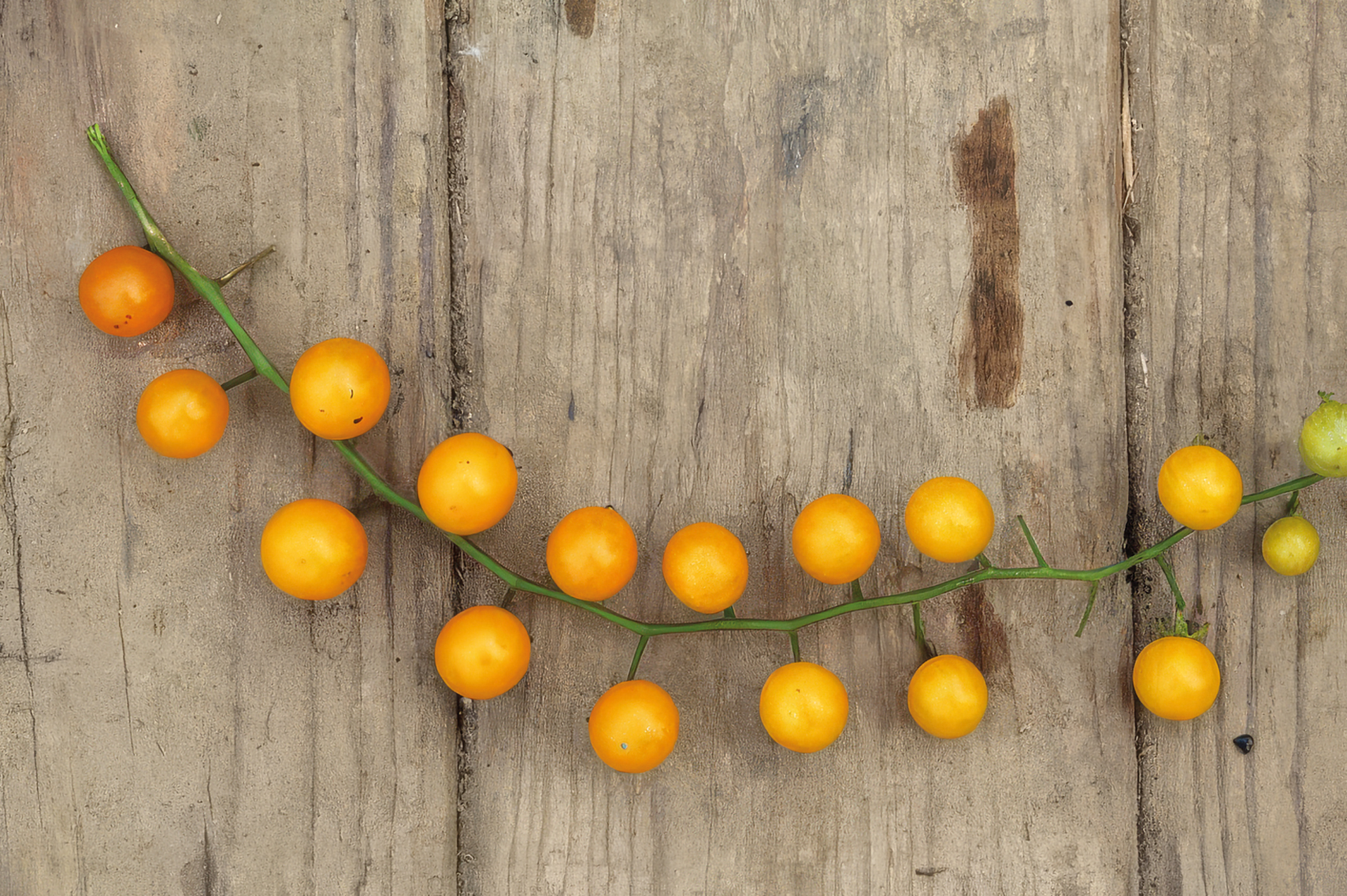 Wildtomate Goldene Johanisbeere